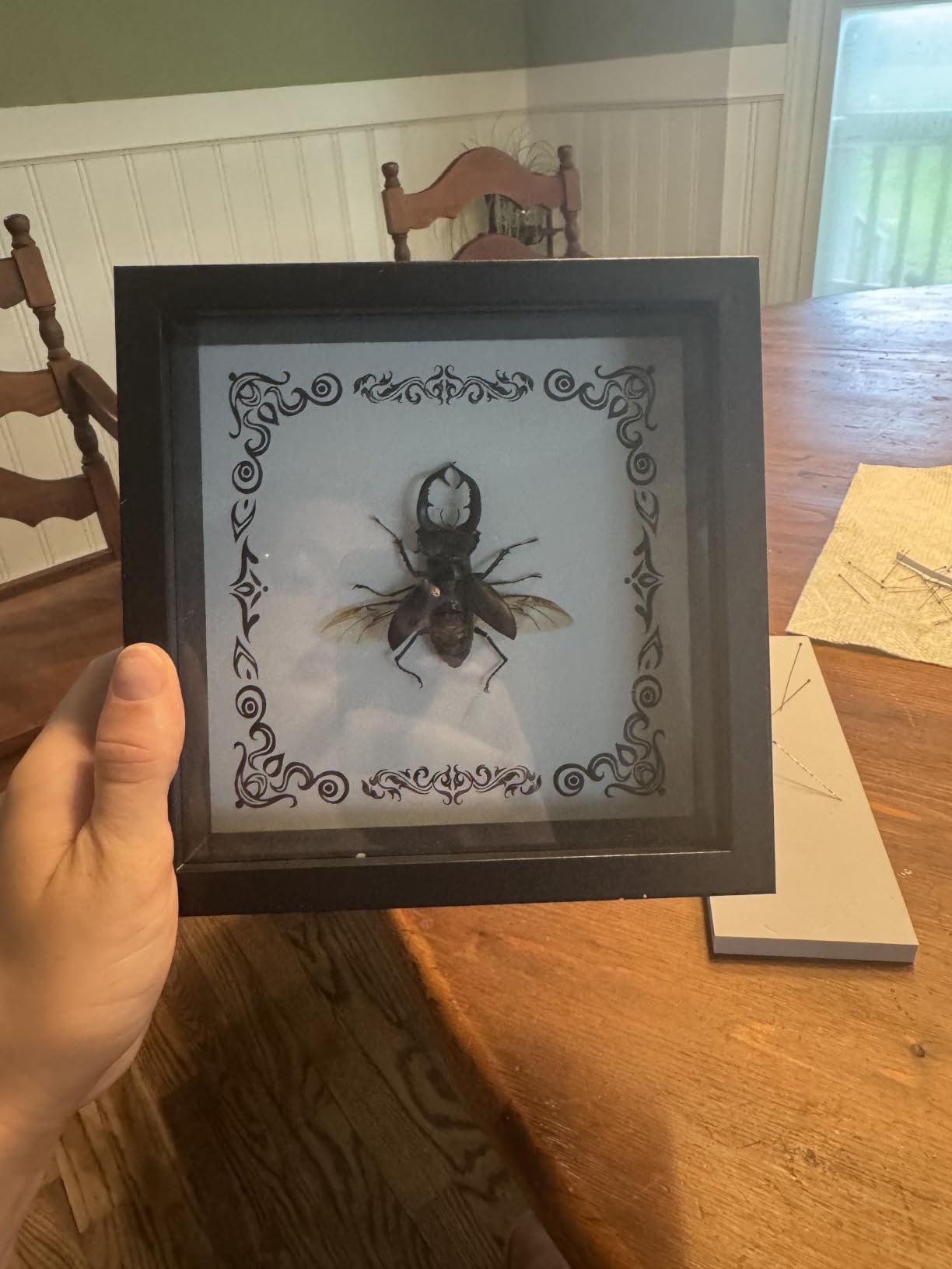 Insect Specimen Tools Kit - EVA Foam Pinning Board, Coordinate Paper, Wings Pressing Paper, Insect Pins & Butterfly Pins, Complete Entomology Kit for Beginners (Black Display Case Box Kit) customer photo 1