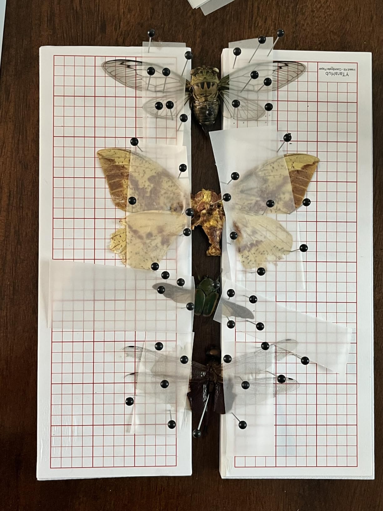 Insect Specimen Tools Kit - EVA Foam Pinning Board, Coordinate Paper, Wings Pressing Paper, Insect Pins & Butterfly Pins, Complete Entomology Kit for Beginners (Black Display Case Box Kit) customer photo 2
