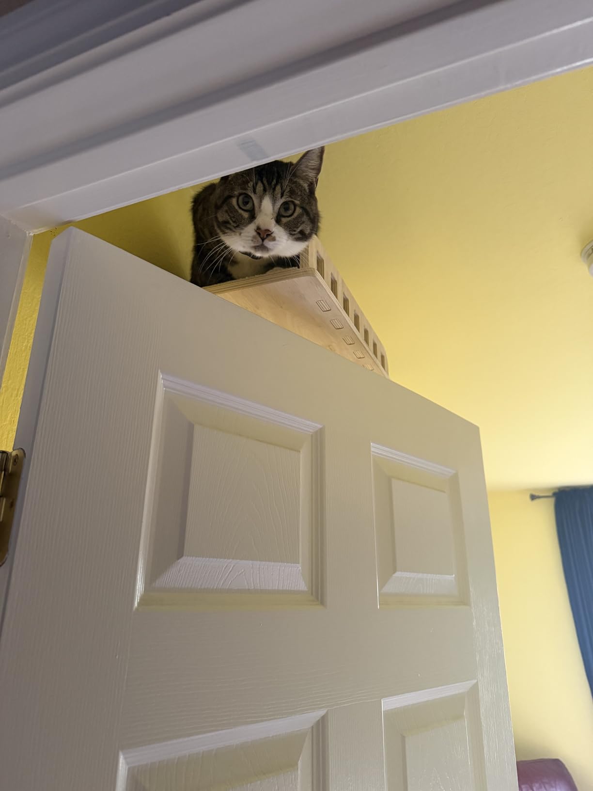 5-in-1 Cat Wall Shelves for Large Cat, Large Hammock, Wide Perch | Cat Wall Climbing Furniture Set, 16 inch Large Hammock, 17 inch Wide Perch, Cat Condo, Scratching Posts, Indoor Cats, Easy Assembly customer photo 1