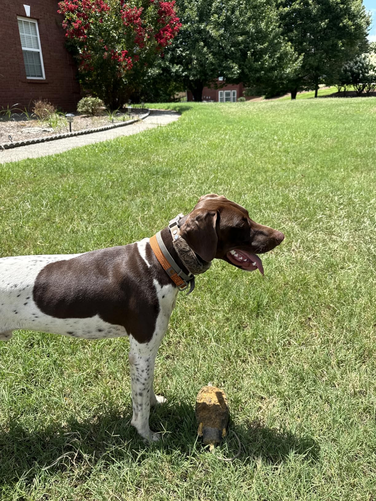 Halo Collar 5 GPS Wireless Dog Fence | Keep Your Dog Safe with Custom Boundaries, Real-Time Tracking, and Instant Alerts at Home, Away, or Off-Grid customer photo 1