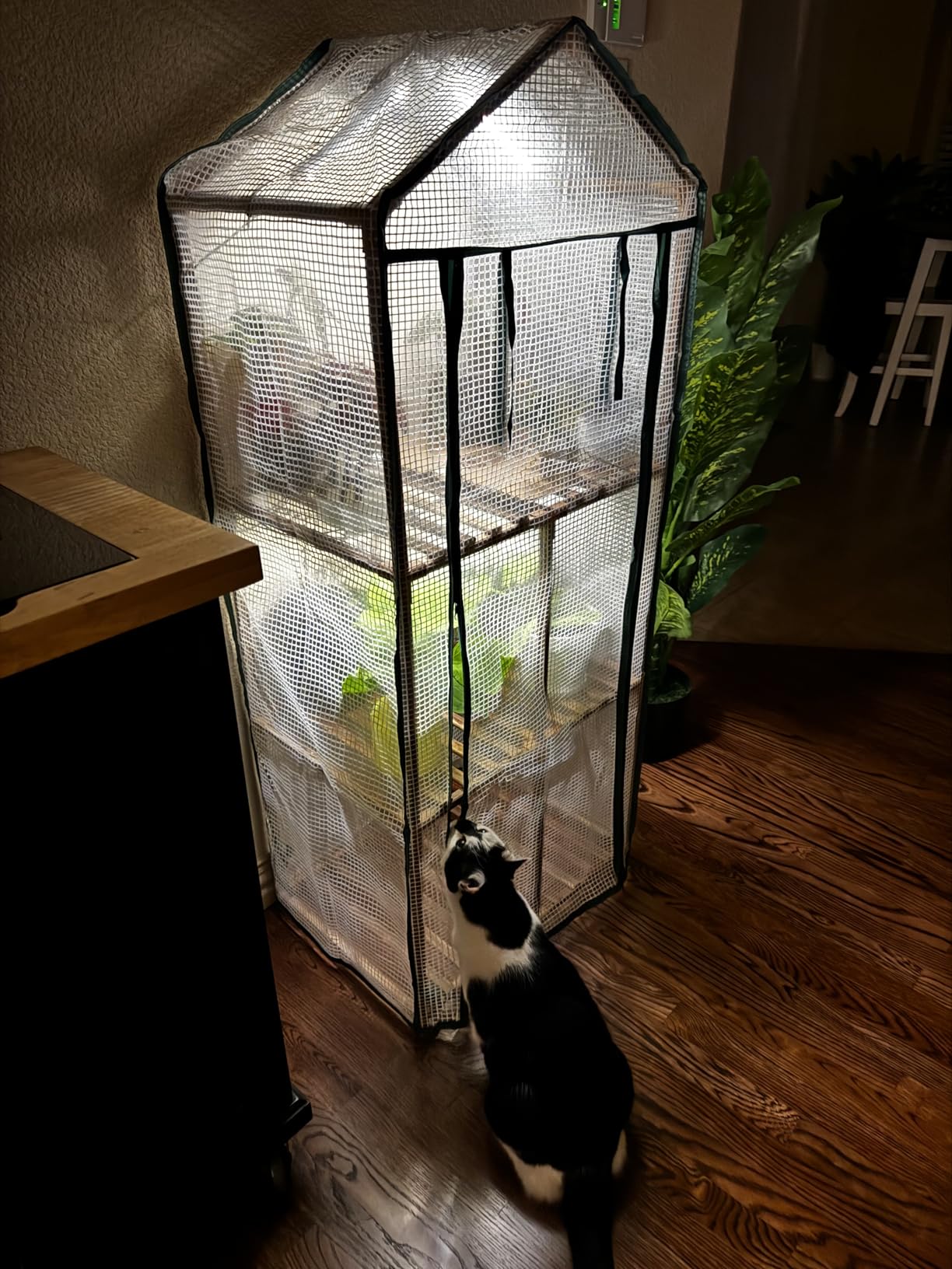 Bamworld Mini Greenhouse with Grow Light Plant Stand for Mutiple Pots Outdoor 3-Tier Portable Greenhouses with Durable PE Cover for Seedling Ideal Gardening Gifts for Women Men customer photo 2