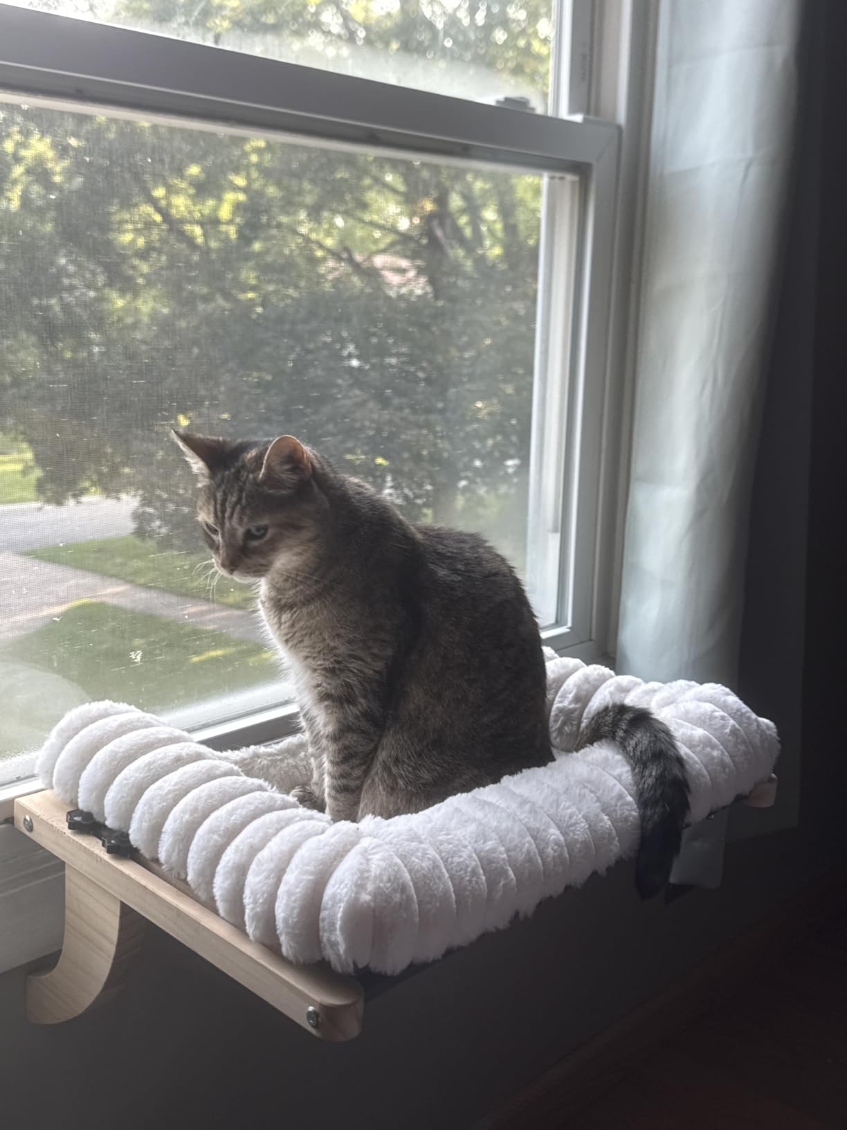 Cloud-Soft Cat Window Sill Perch, Zipper Design Cushion Pet Bed, L | Solid Wood & Sturdy Metal Frame, Machine Washable, Unobstructed Front View, Panoramic and Roomy Cat Hammock for Large Cats customer photo 2