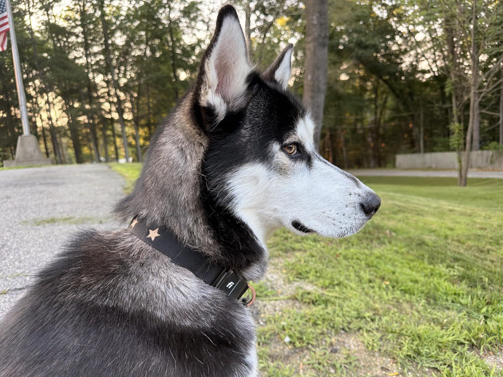 DOGISTRY - Fi Sweetheart Collar - GPS Dog Collar Band - XL | Contains Fi Series 3/3+ Compatibility, Reinforced Stitching, Soft Suede Lining, Signature Embroidery, Secure Hardware customer photo 1