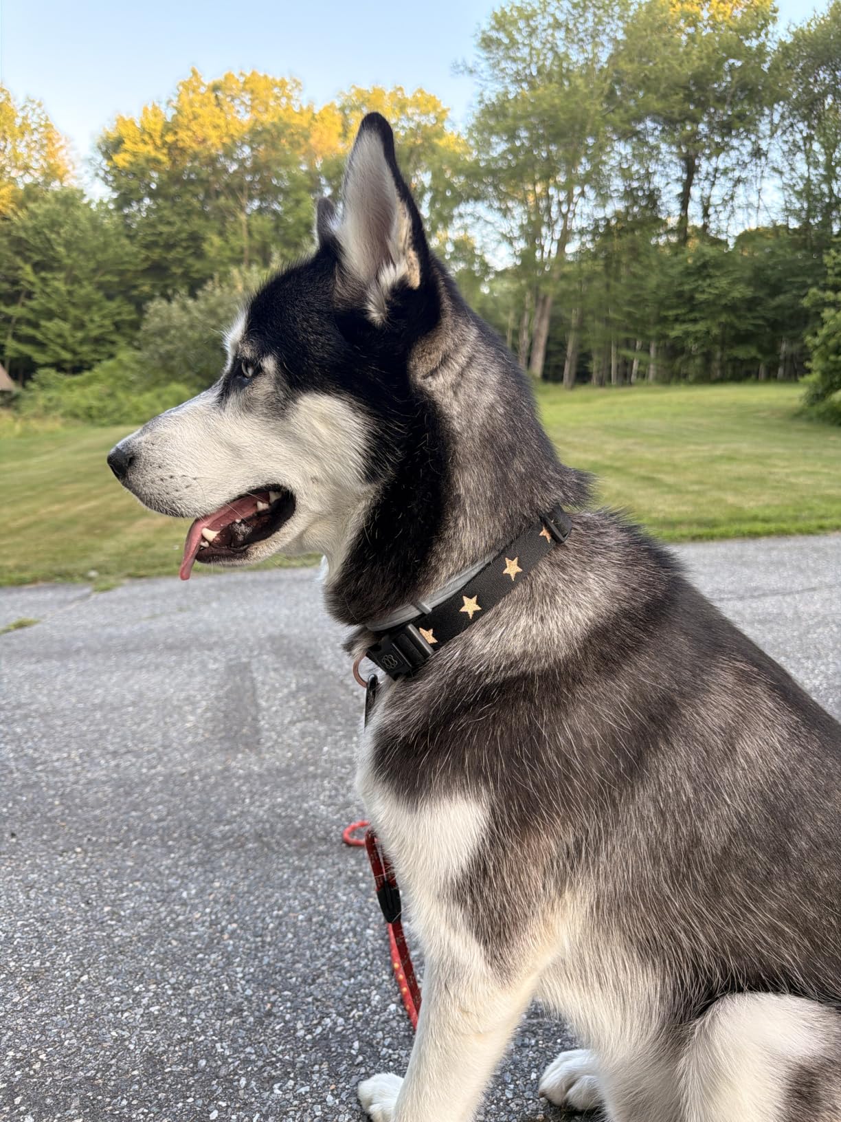DOGISTRY - Fi Sweetheart Collar - GPS Dog Collar Band - XL | Contains Fi Series 3/3+ Compatibility, Reinforced Stitching, Soft Suede Lining, Signature Embroidery, Secure Hardware customer photo 2