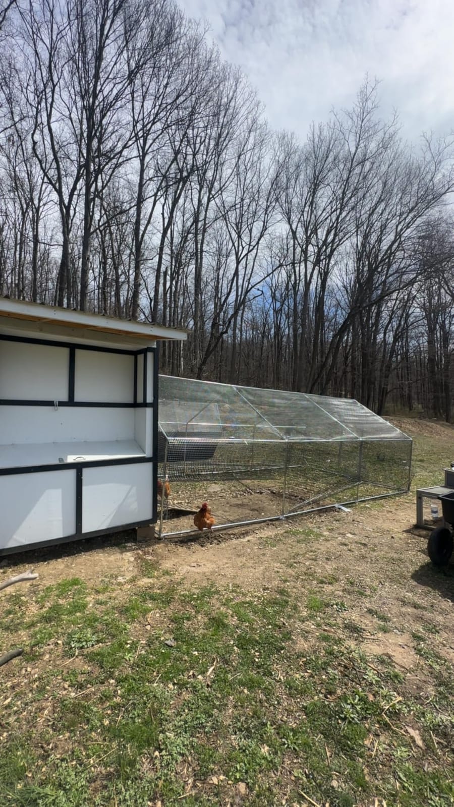 CAMMOO Metal Chicken Coop, 13.1x9.8x6.6ft Chicken Run for Yard with Cover | Upgrade Double Lock & Mesh, Stainless Steel Ties, Easy Assembly, Chicken Pen for Ducks, Rabbits customer photo 1