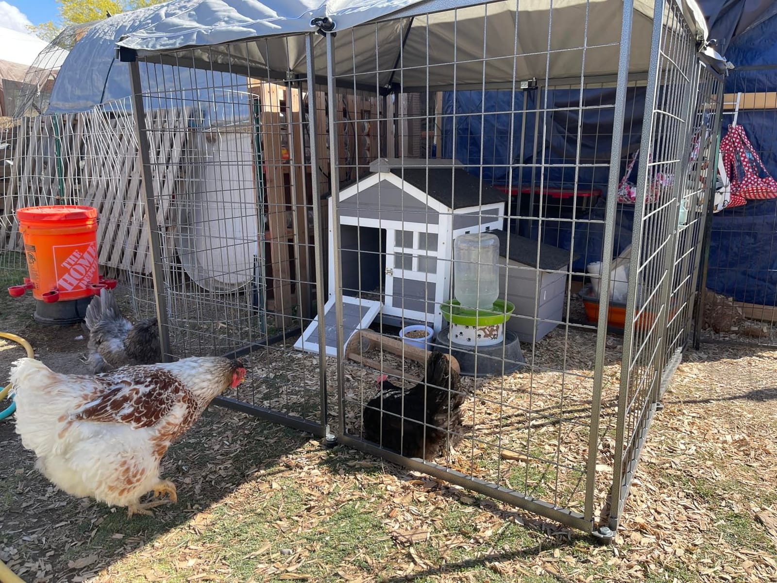 PawHut Chicken Coop Outdoor Weatherproof for 1-2 Chickens | Wooden Duck House, Nesting Box, Pull-Out Metal Tray, Rabbits Ducks, Poultry Cage Rabbit Hutch, Backyard Farm customer photo 2