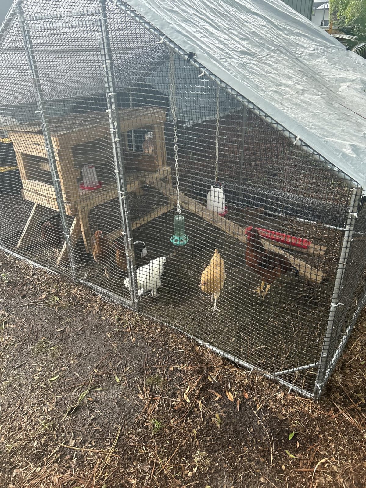 Large Walk-in Chicken Coop with Chicken Run, Galvanized Poultry Enclosure with Waterproof Anti-UV Cover and Security Lock, Ideal for Rabbit, Duck, Backyard and Farm Yard, 13.1'x 9.8'x 6.6' customer photo 2