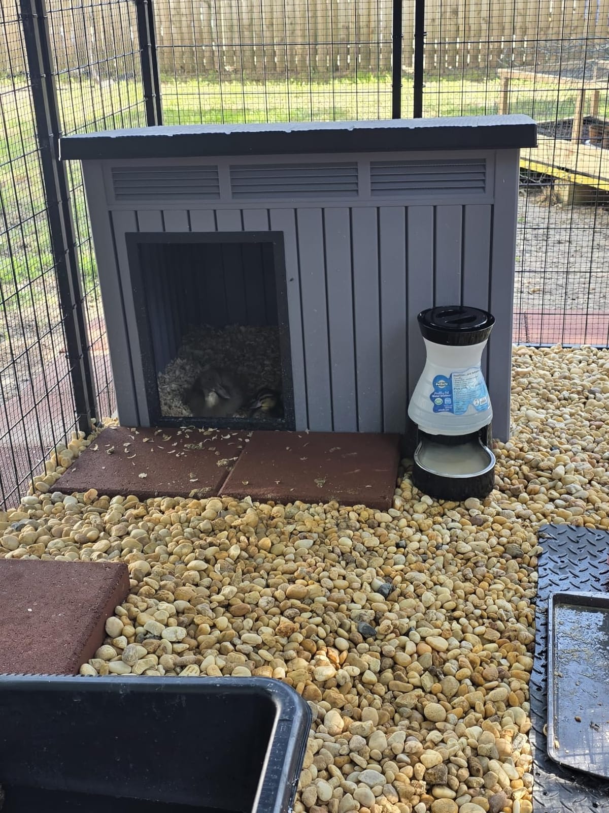 VIXZEN Outdoor Duck/Chicken House, Gray | Resin PP Material, Wood Grain Finish Sloped Roof, Gas Strut Top Opening Ventilated, Spacious Interior & Easy Assembly customer photo 2