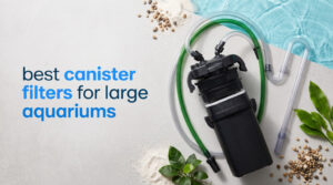 best canister filters for large aquariums