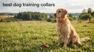 best dog training collars