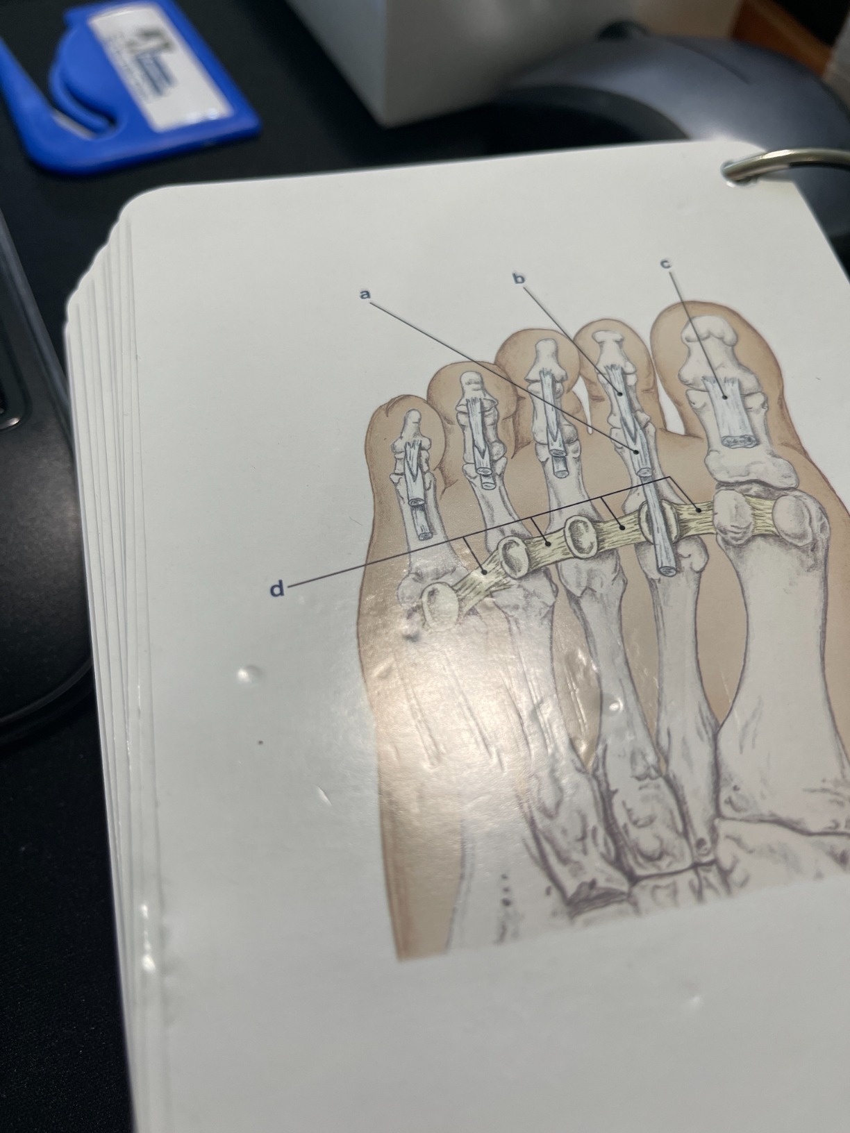 Trail Guide to the Body Flashcards, Vol 1 customer photo 1