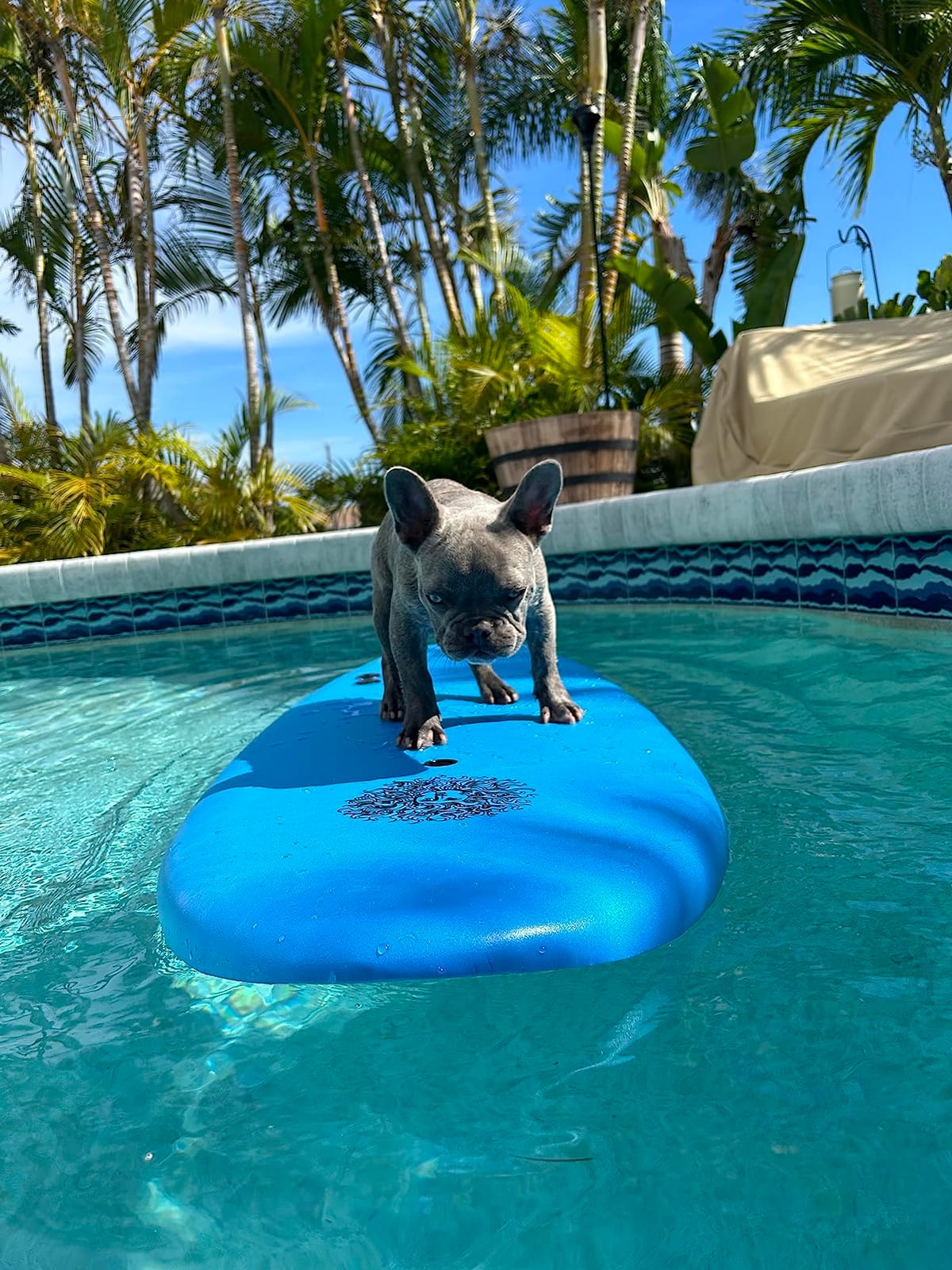 4'4 Beginner Soft Top Surfboard for Kids & Adults – Foam Surfboard + Fins & Leash – Use as Bodyboard, Boogie Board, or Softboard customer photo 1