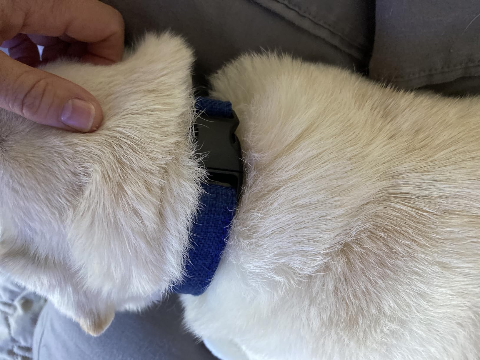 Hypoallergenic Dog Collar - Great for Sensitive Skin, Soft Collar for Dogs, Soft Organic & Earth Friendly (Small, Light Blue) customer photo 2