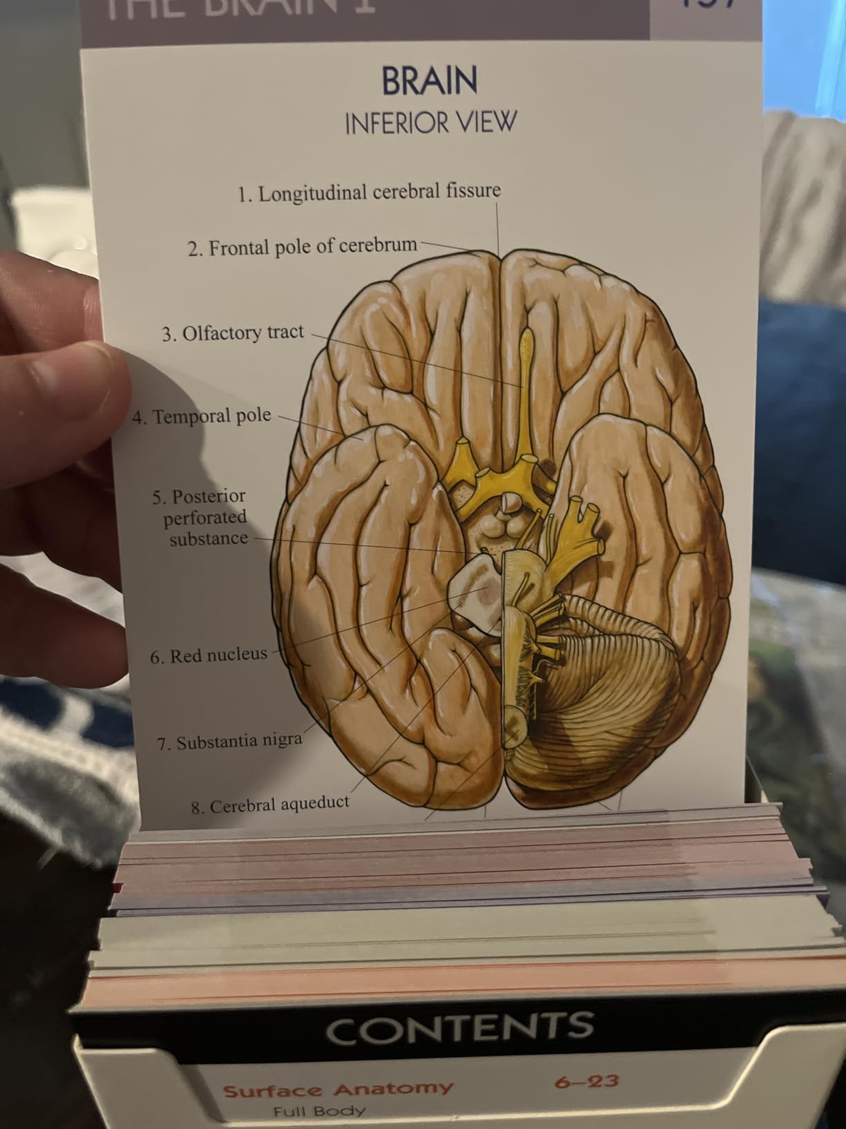 TribeRN Anatomy & Physiology Study Guides - Set of 10 Human Anatomy Guides for Nursing Students, School, College, Medical Professions - 12 Topics on Body Systems w/ Reference Charts & Terminology customer photo 1