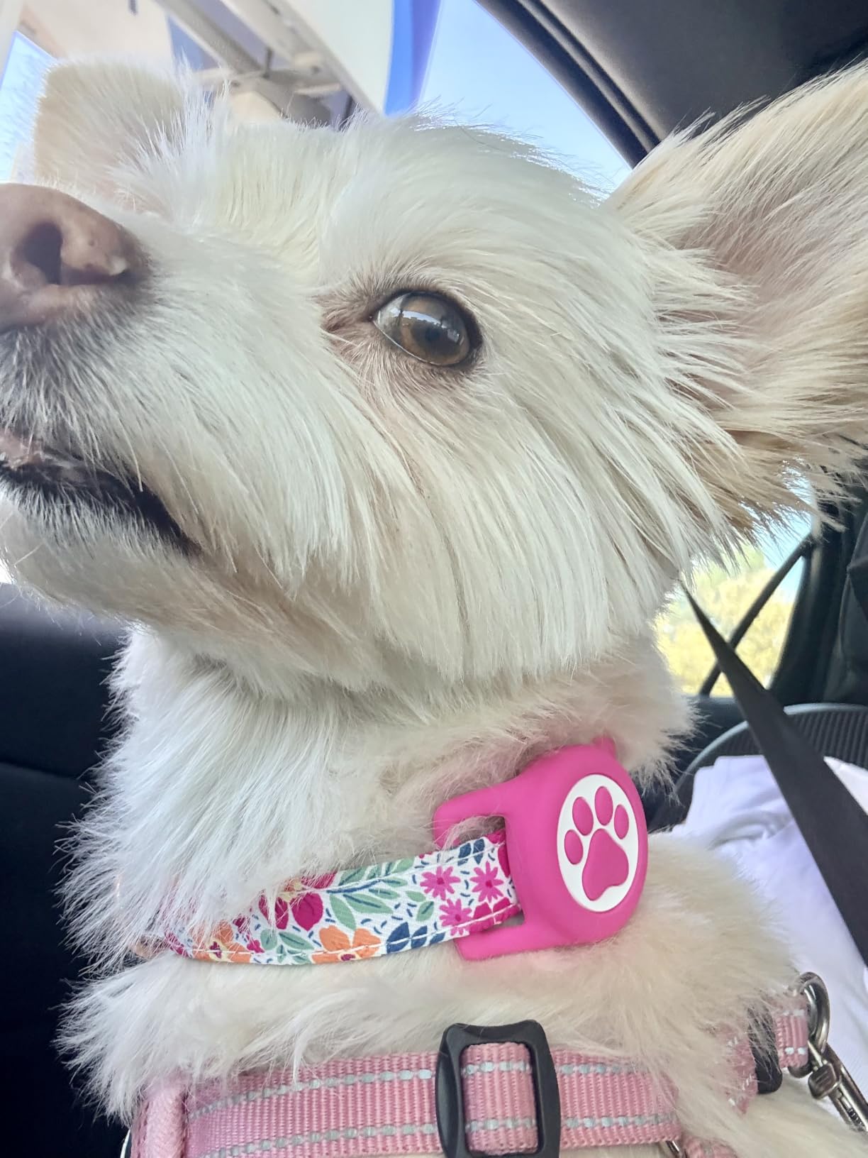 Premium Airtag Dog Collar, with IP68 Waterproof AirTag Holder, Pink, M | Soft, Breathable, Nylon Padded, Reflective, Ultra-Durable Buckle, Adjustable, Comfortable for Small Medium Large Dogs customer photo 1