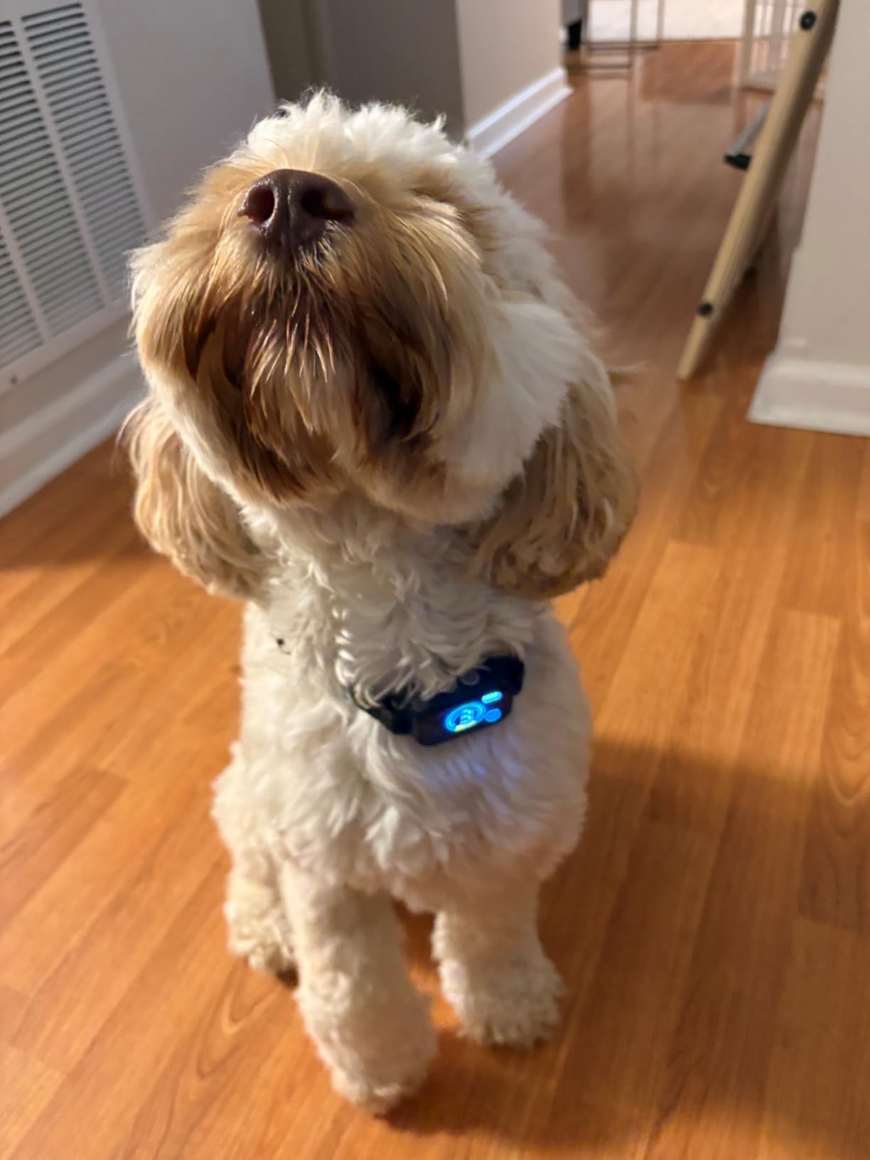 2 Pack Bark Collar, Smart Dog Bark Collar for Large Medium Small Dogs, Rechargeable Ultra-Light Training Collar with Beep Vibration, Anti Barking Device with 5-Level Sensitivity customer photo 1