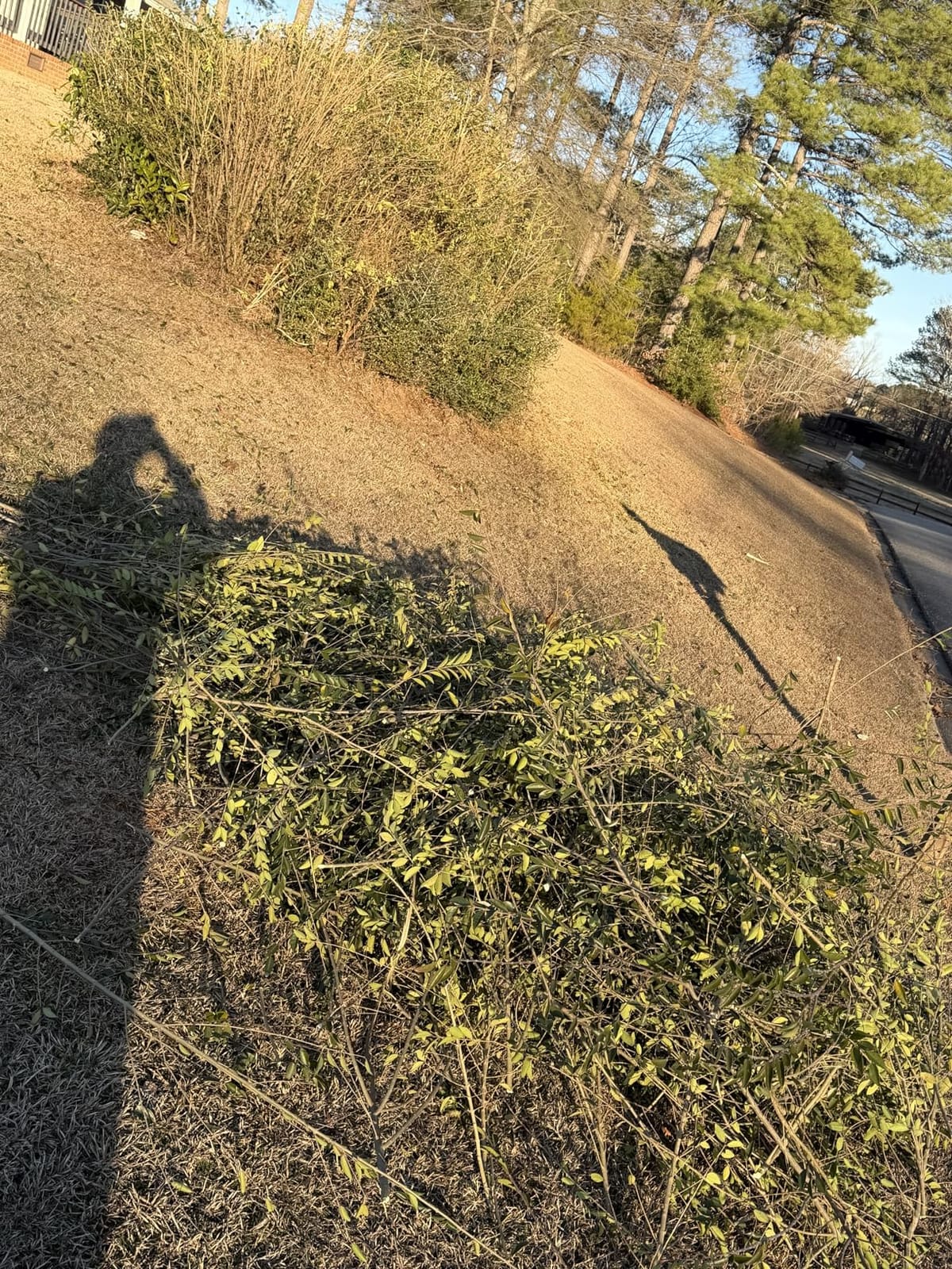 Greenworks 24V 20 in Cordless Hedge Trimmer, Tool Only customer photo 1