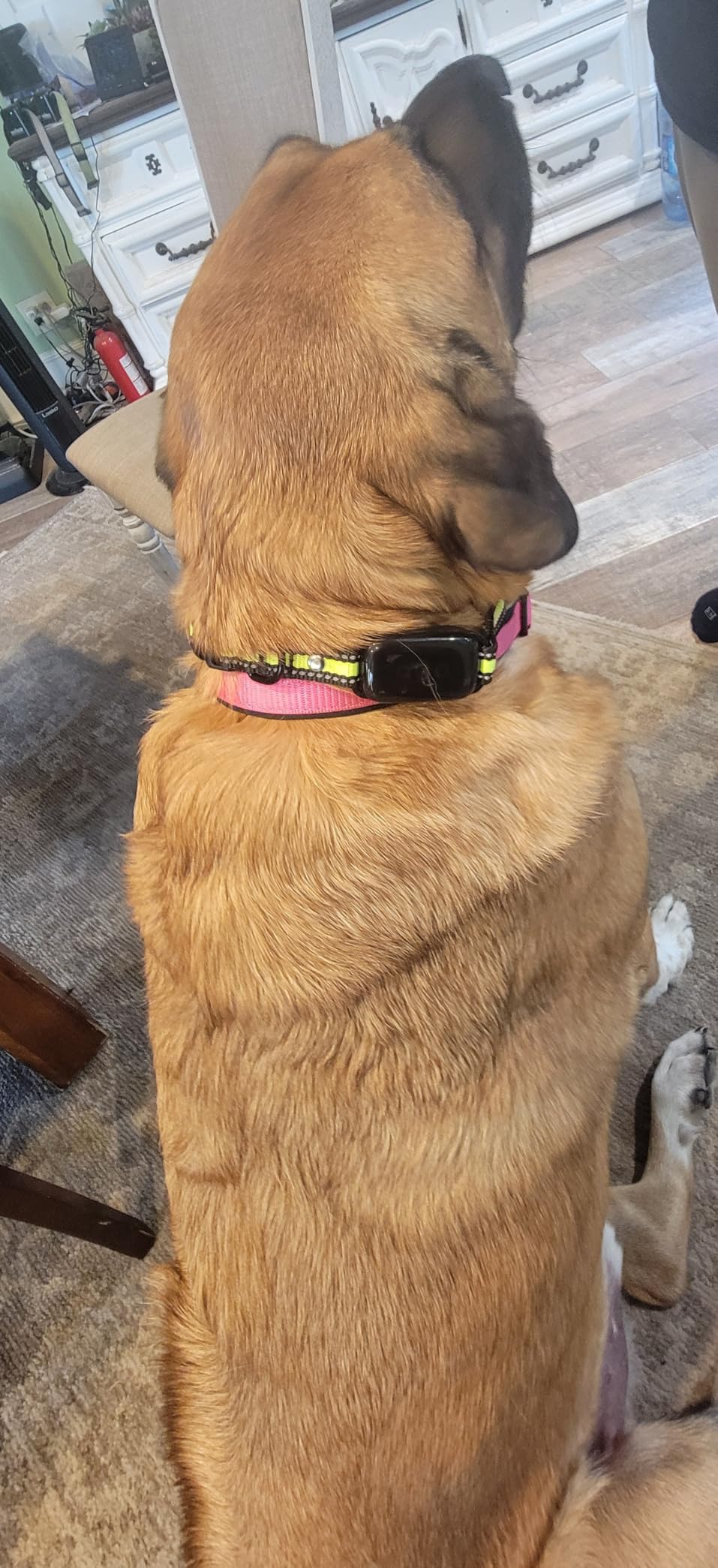 No Shock Dog Training Collar with Remote, 3300FT Vibration Collar for Dogs, Beep & Vibration, IPX7 Waterproof Rechargeable Collar for Medium Large Dogs customer photo 2