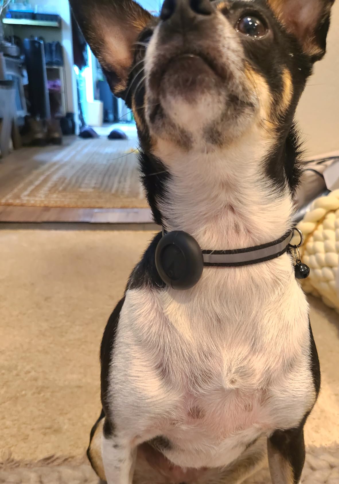 GPS Pet Tracker for Dogs & Cats, Smart Collar with Real-Time Location | No Monthly Fee, Activity Monitoring, Adjustable Reflection Strap, Find My Compatible, Lightweight Wear, Plug And Play customer photo 2
