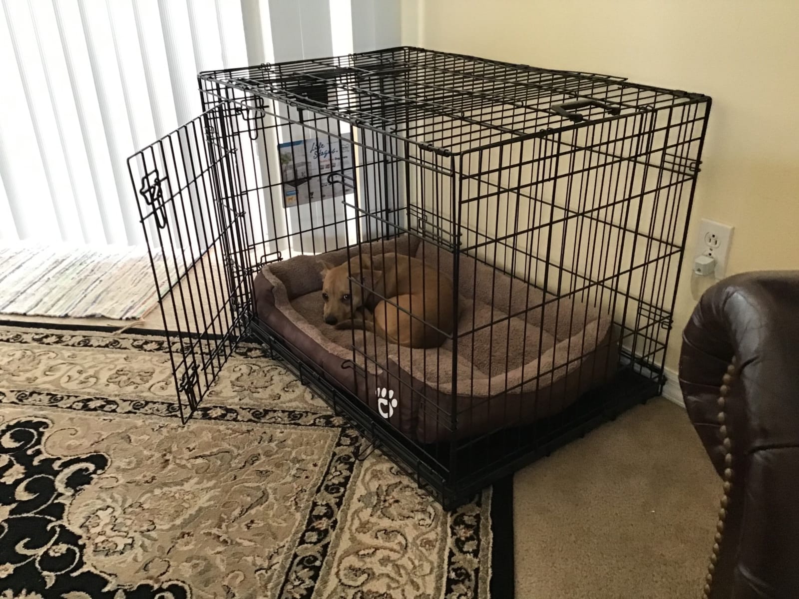LifeStages by MidWest 22-Inch Double Door Crate, XS Breeds, Up to 15 lbs customer photo 1