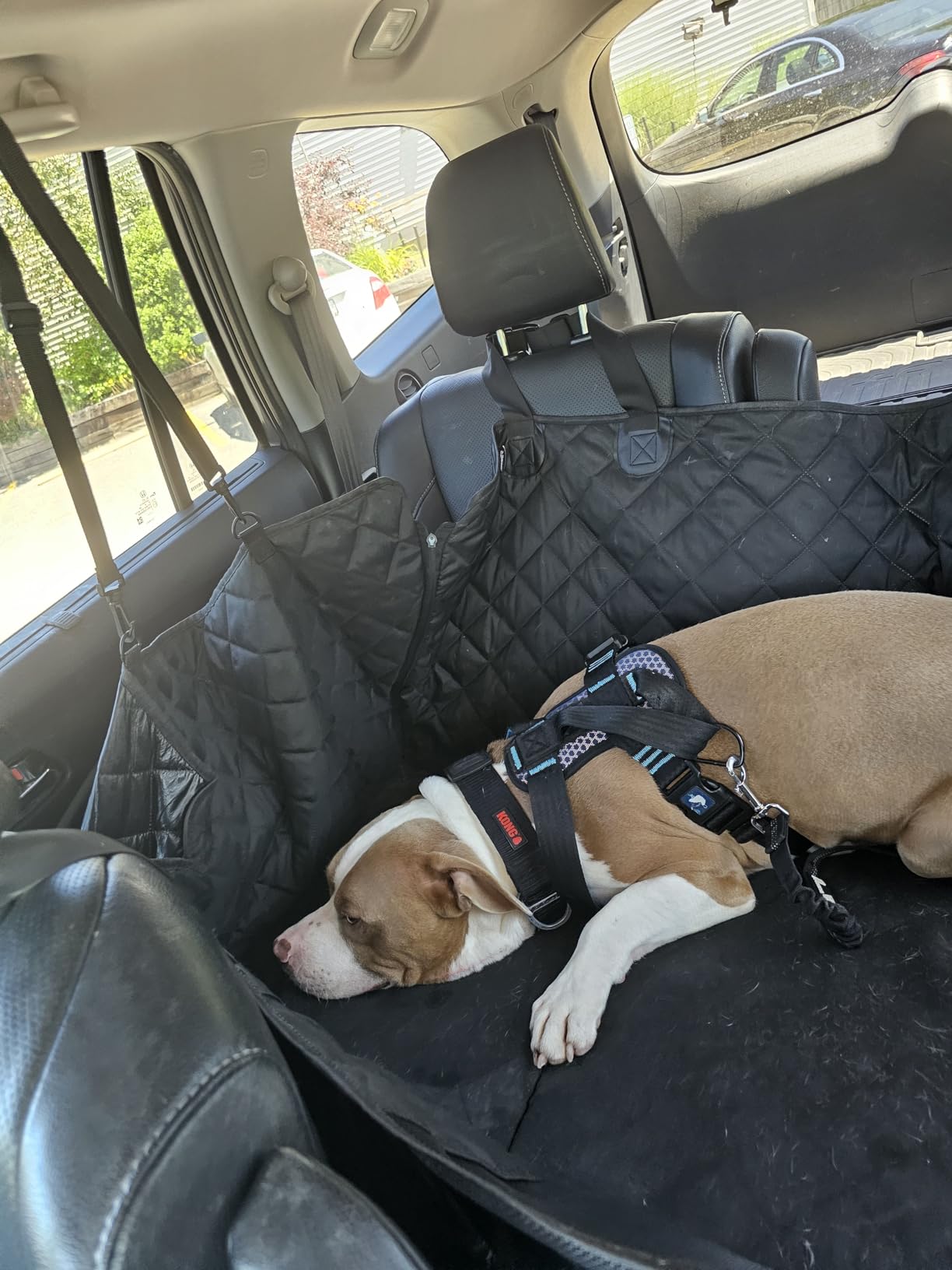 CarSafe Crash Tested Dog Safety Harness | Size M customer photo 1