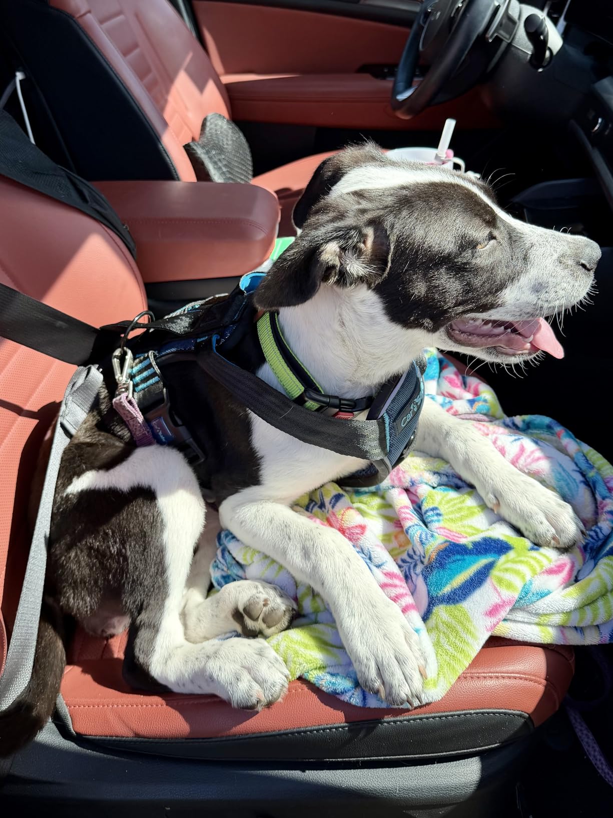 CarSafe Crash Tested Dog Safety Harness | Size M customer photo 2