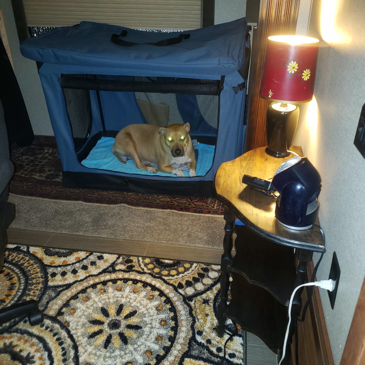 EliteField 3-Door Soft Dog Crate with Bed & Carrying Bag (2-Year Warranty) customer photo 2