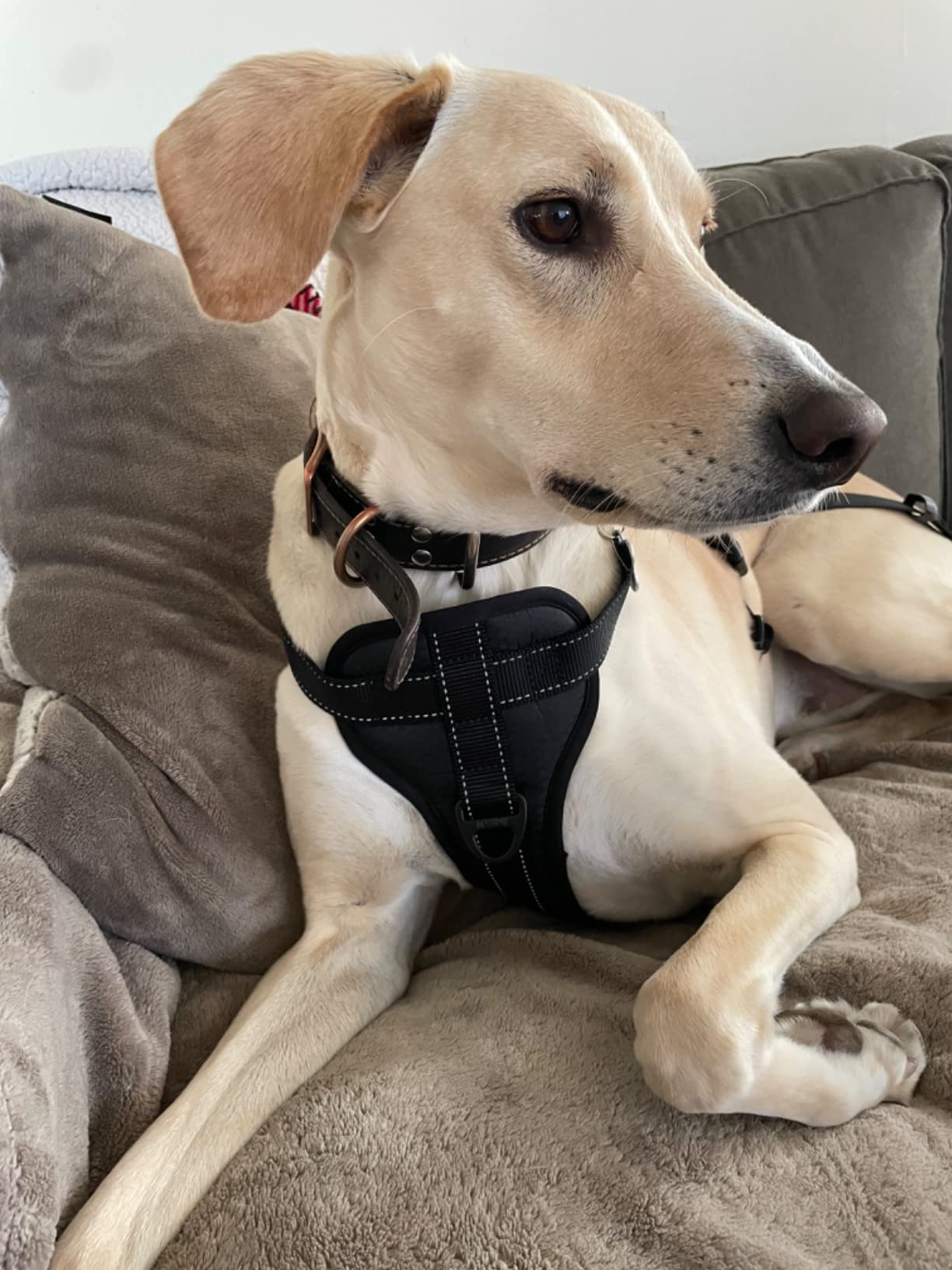 Mighty Paw Dog Car Harness - Vehicle Safety Gear - 2 Leash Attachment - Adjustable Straps - Reflective Stitching - Soft Padding - Standard Harness Functionality - No Pull Front Leash Attachment - L customer photo 1