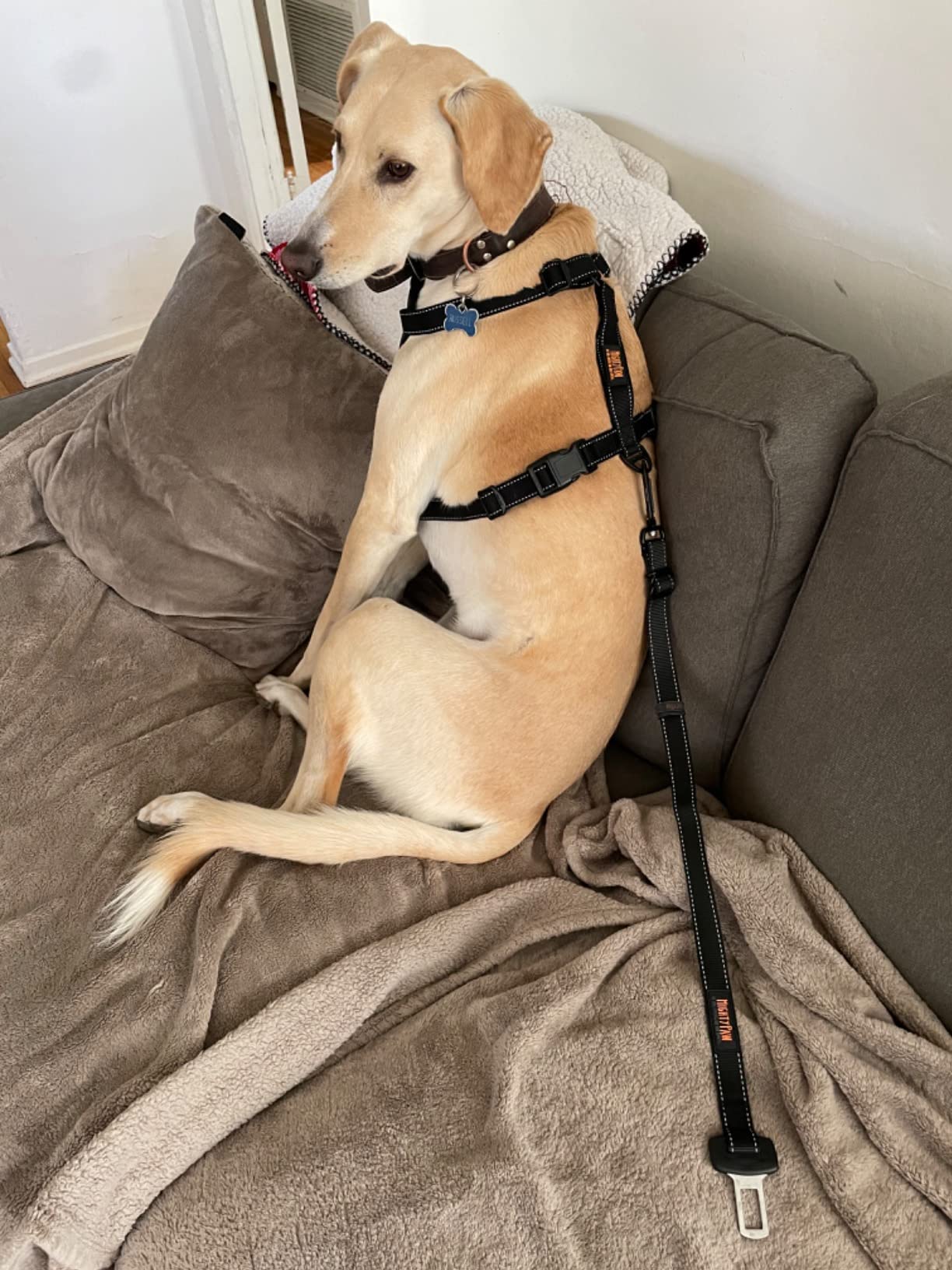 Mighty Paw Dog Car Harness - Vehicle Safety Gear - 2 Leash Attachment - Adjustable Straps - Reflective Stitching - Soft Padding - Standard Harness Functionality - No Pull Front Leash Attachment - L customer photo 2
