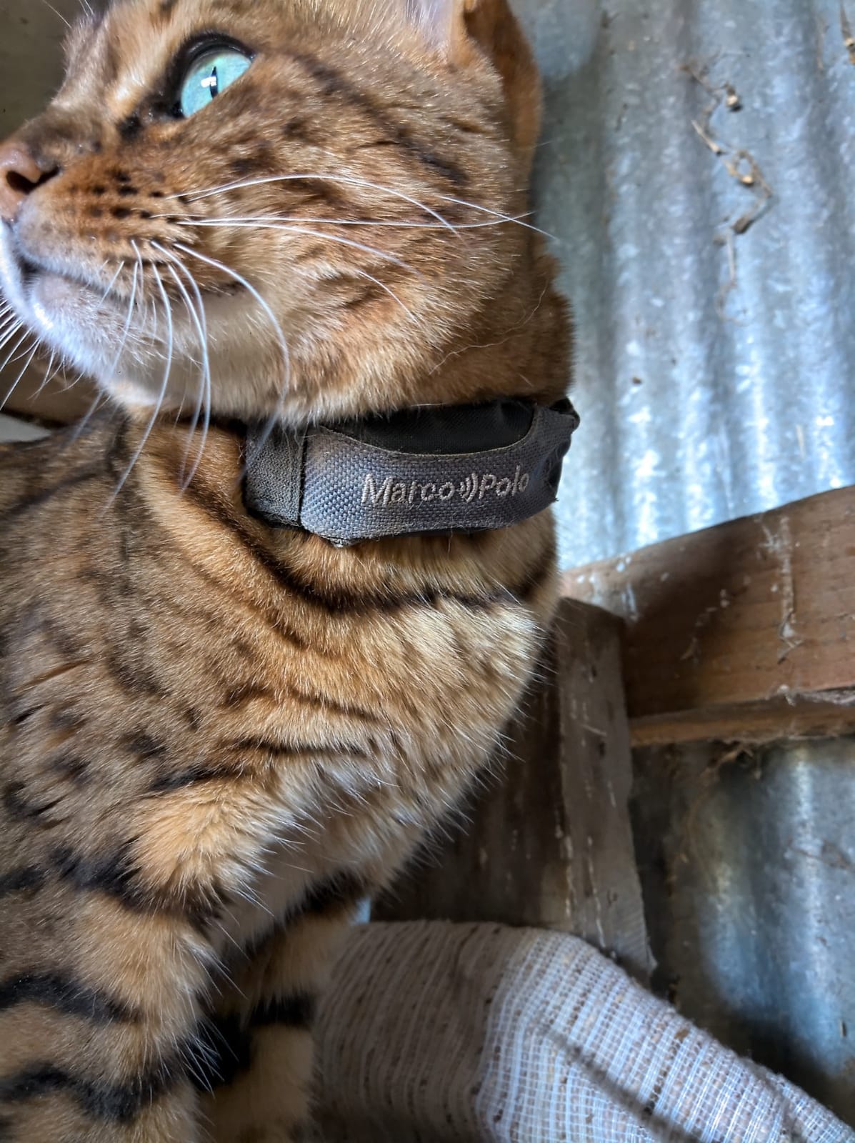 Marco Polo Advanced Pet Tracker for Cats & Dogs - GPS Alternative, No Monthly Fee or Subscription, Waterproof Long Range RF Finder, Anti-Lost Safety Collar Tag (1-Pet System) customer photo 2