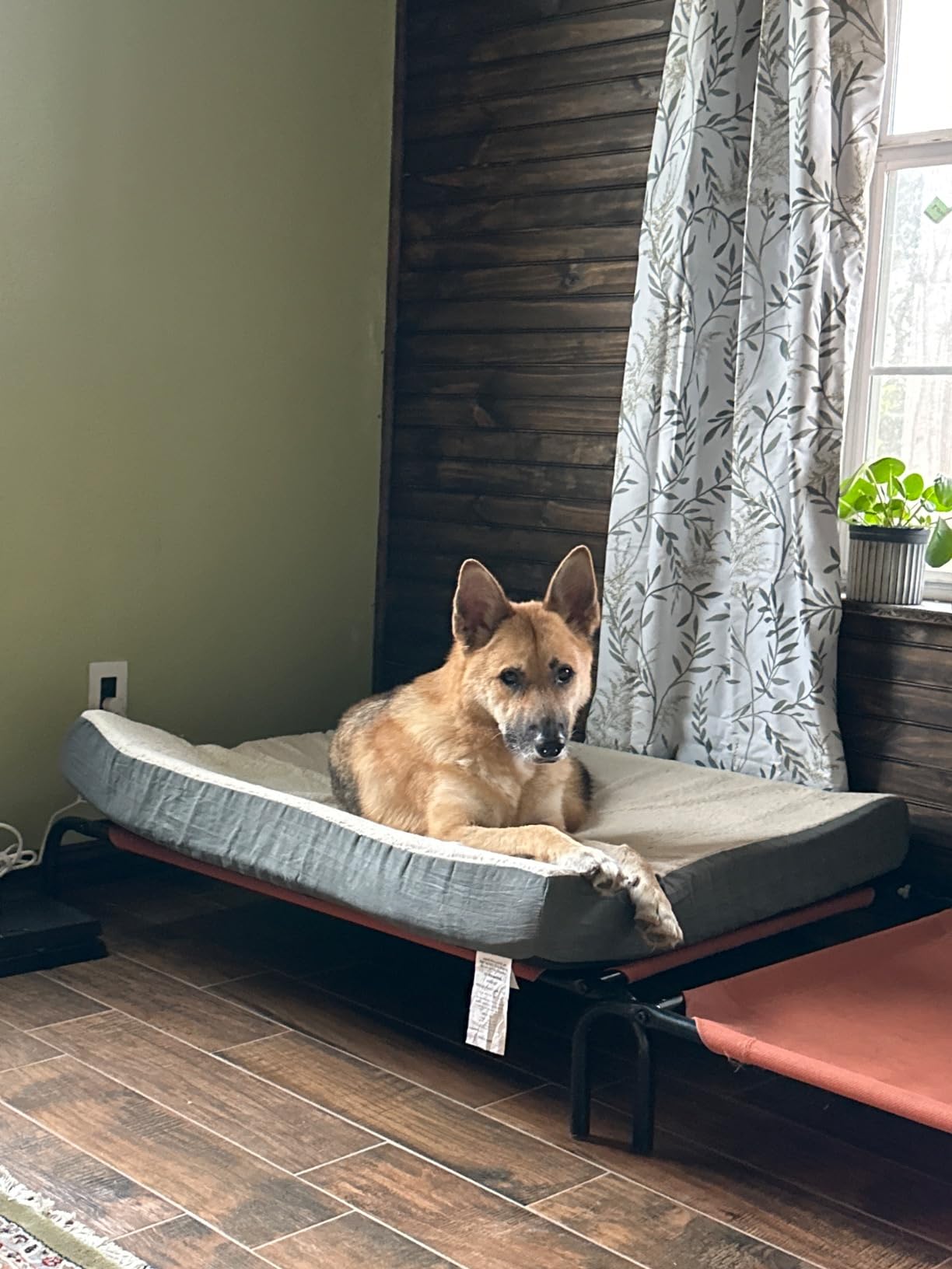 Orthopedic Dog Bed - 2-Layer 44x35-Inch Memory Foam Pet Mattress with Machine-Washable Sherpa Cover for Large Dogs up to 100lbs by PETMAKER (Gray) customer photo 1