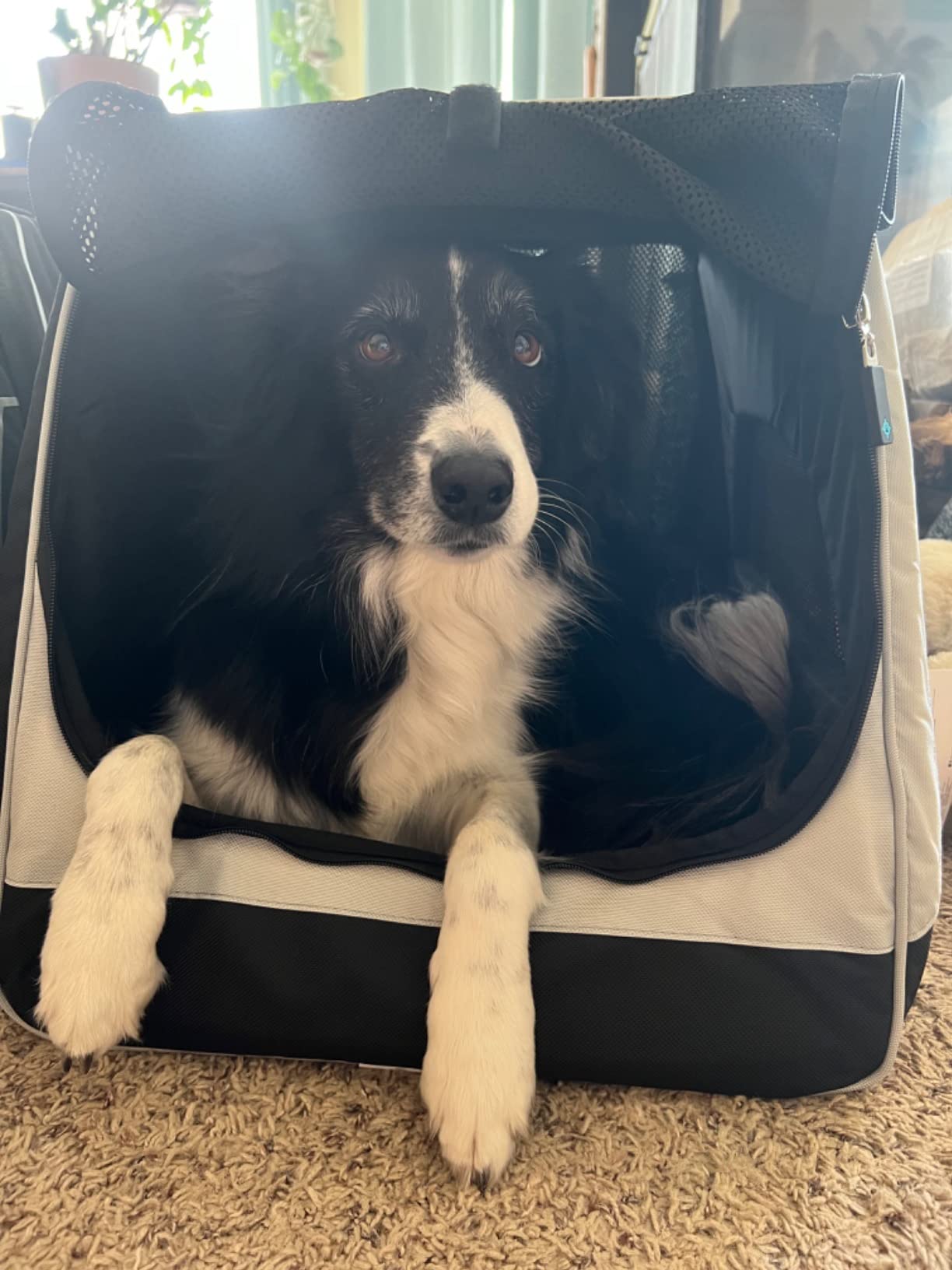Sherpa Forma Frame Crash-Tested Travel Pet Carrier - Black, Extra Large customer photo 1