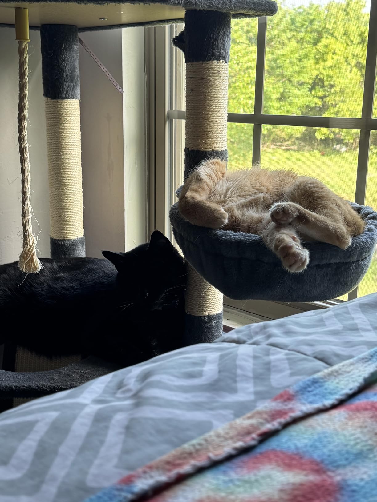 Yaheetech 79in Multi-Level Cat Tree for Multiple Cats with 9 sisal Posts customer photo 2