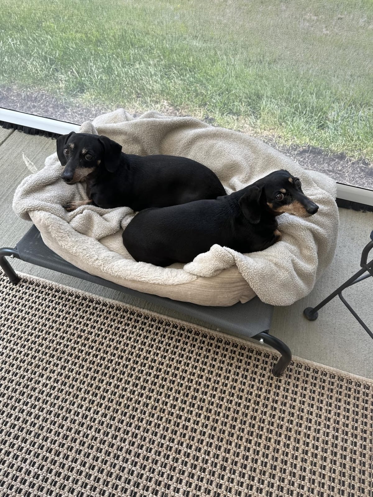 Bedsure Outdoor Elevated Cooling Dog Bed Large Sized Dog, 49in Grey customer photo 2