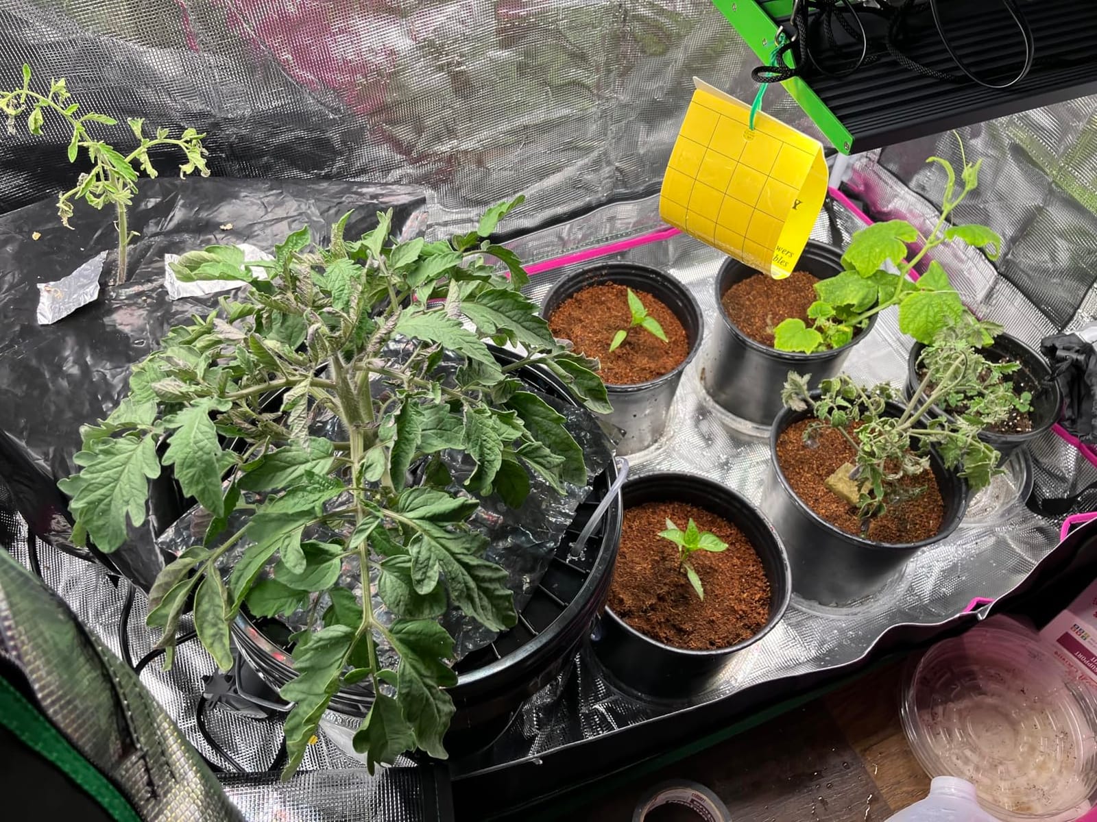 ATOUR 48”x24”x60” Grow Tent, Reflective 600D Mylar,Hydroponic Grow Tent with Observation Window and Floor Tray for Indoor Plant Growing 4’x2’ customer photo 2