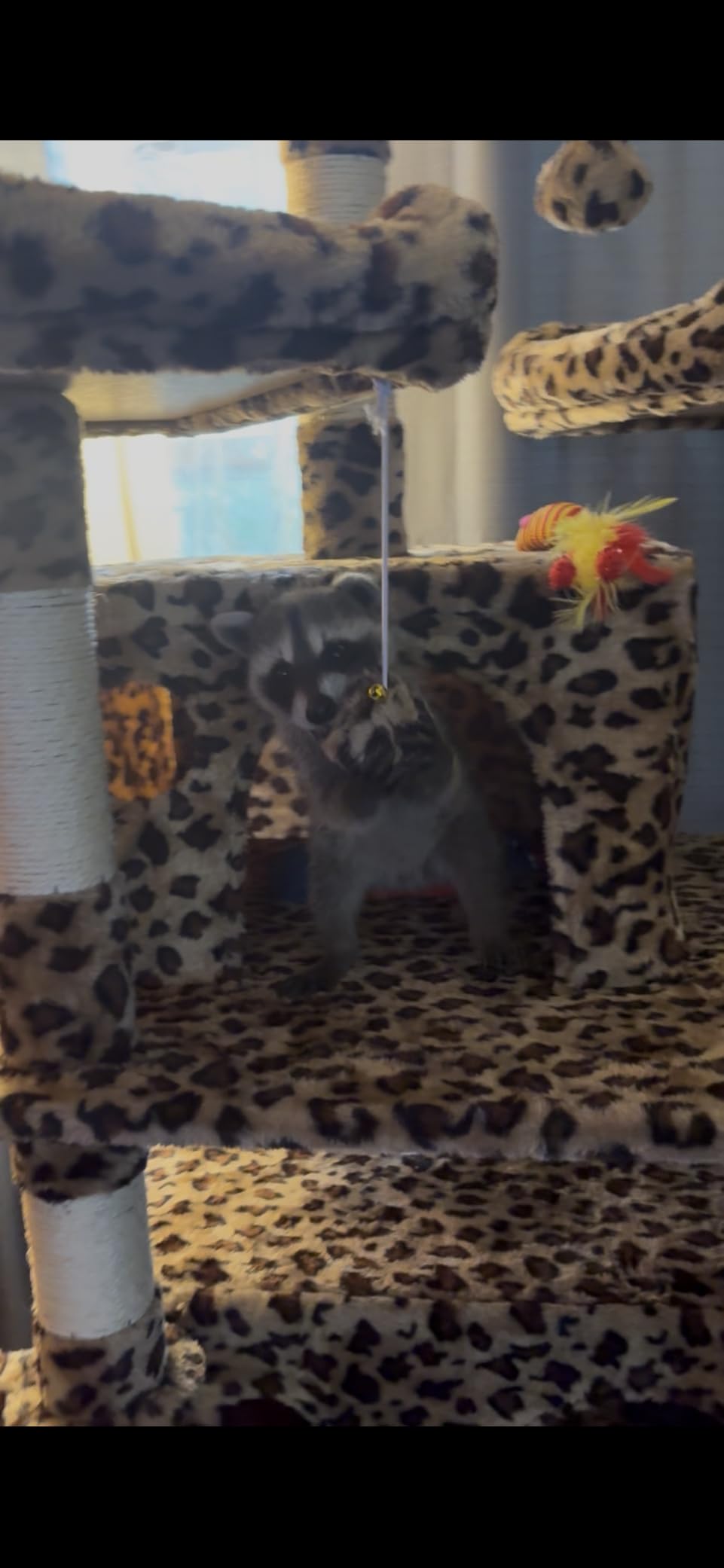 Allewie 68 Inches Cat Tree/House and Towers for Big Feline/Scratching Post/Multi-Level Large Kitty Climbing Tree with Condo/Smokey Grey customer photo 2