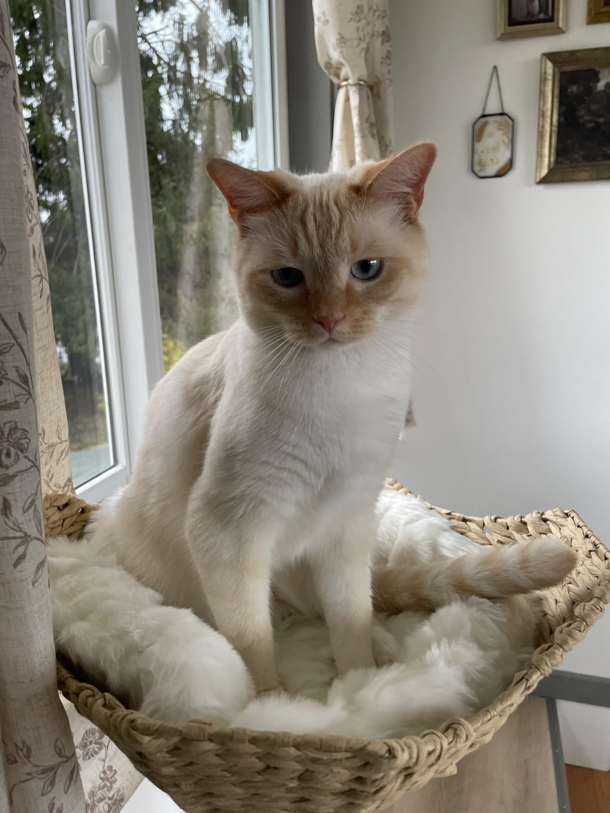 Mau - Modern Wood Cat Tree Tower with Scratching Post, Aesthetic Cat Condo customer photo 2