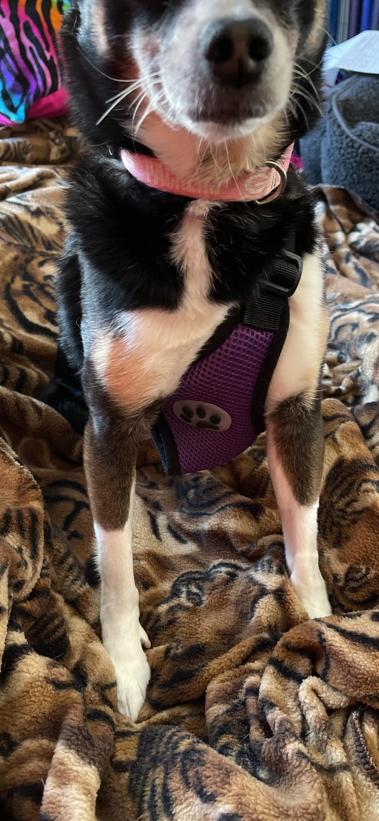 Lukovee Dog Car Harness Seat Belt, Harness & Seatbelt with 2 in 1 Buckle customer photo 1