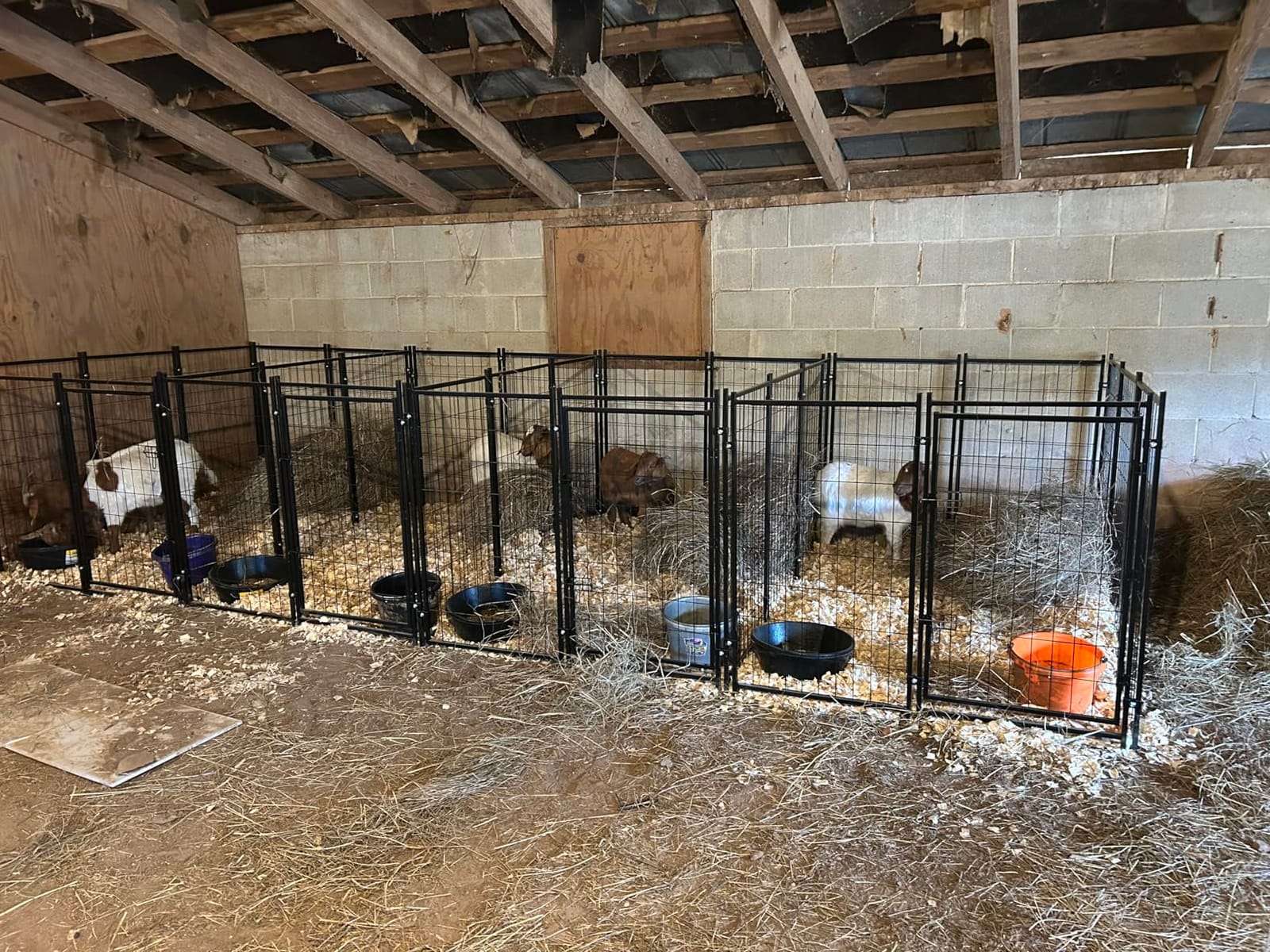 Dog Kennel Outside with Roof, 4'x4'x4.5' Outdoor Dog Kennel customer photo 2