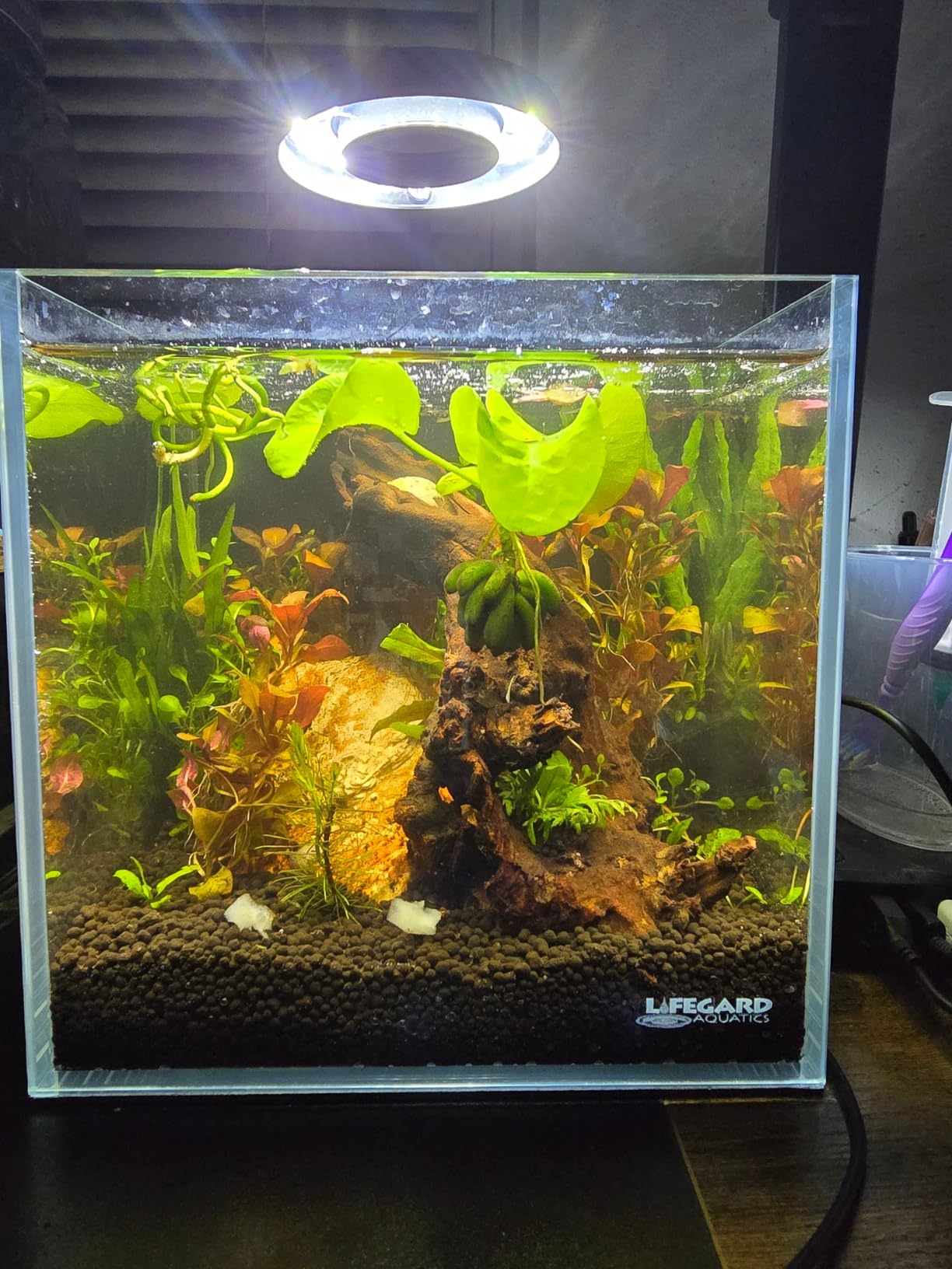 2 Gallon Nano Cube Low Iron Ultra Clear Glass Aquarium customer photo 1