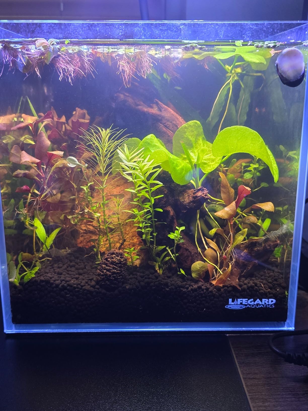 2 Gallon Nano Cube Low Iron Ultra Clear Glass Aquarium customer photo 2