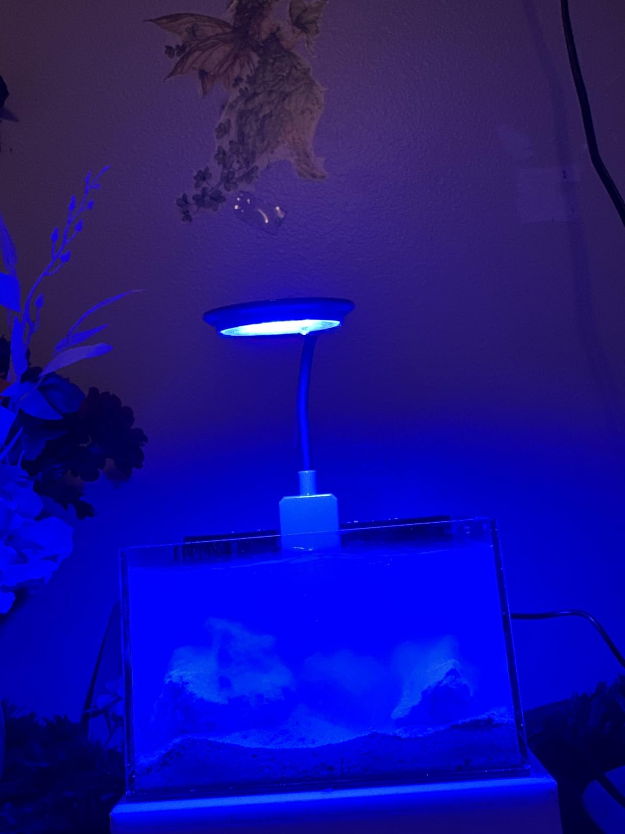 40 oz (Black) Micro Reef Ready Aquarium | Small Desktop Saltwater Fish Tank with LED Light, Sump, Pump | Freshwater & Saltwater customer photo 1