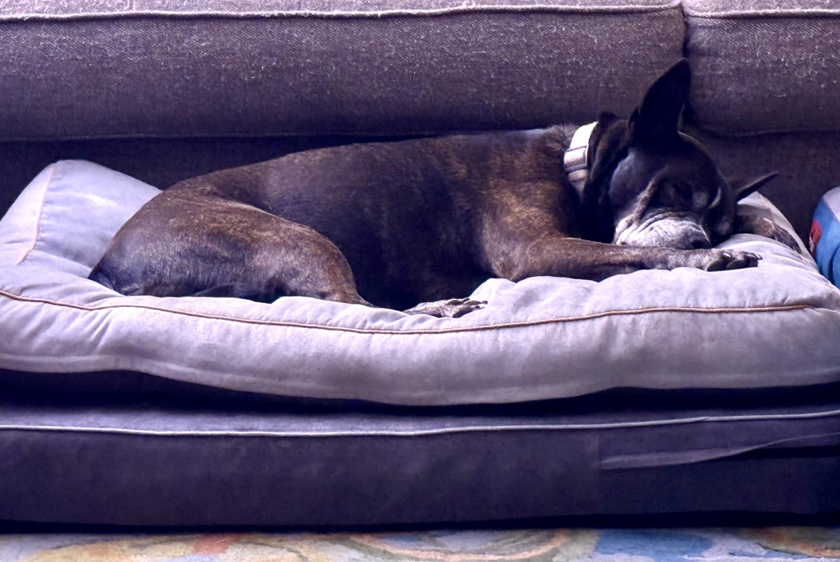 Laifug Orthopedic Memory Foam Pet(40