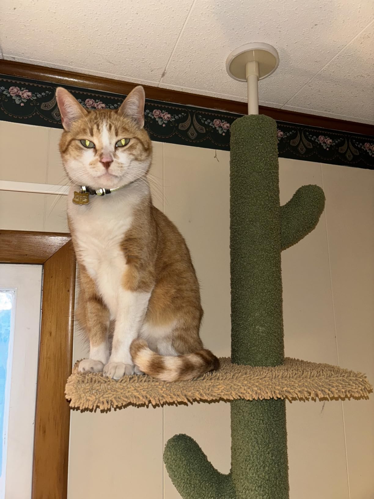PAWZ Road Cactus Floor-to-Ceiling Cat Tree 5-Tier Cat Tower with Hammock customer photo 2