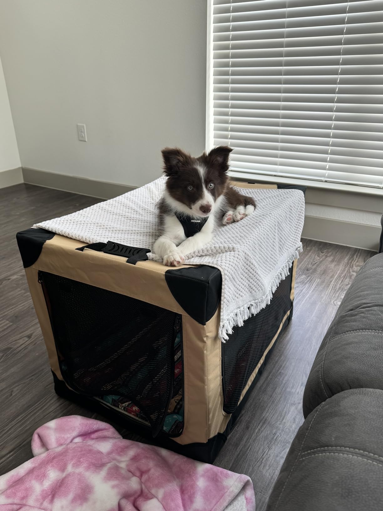 Garnpet Soft Dog Crate for Small Dogs, 4-Door Foldable Collapsible Dog Crate with Soft Sides, Indoor & Outdoor Travel Dog Kennel customer photo 1
