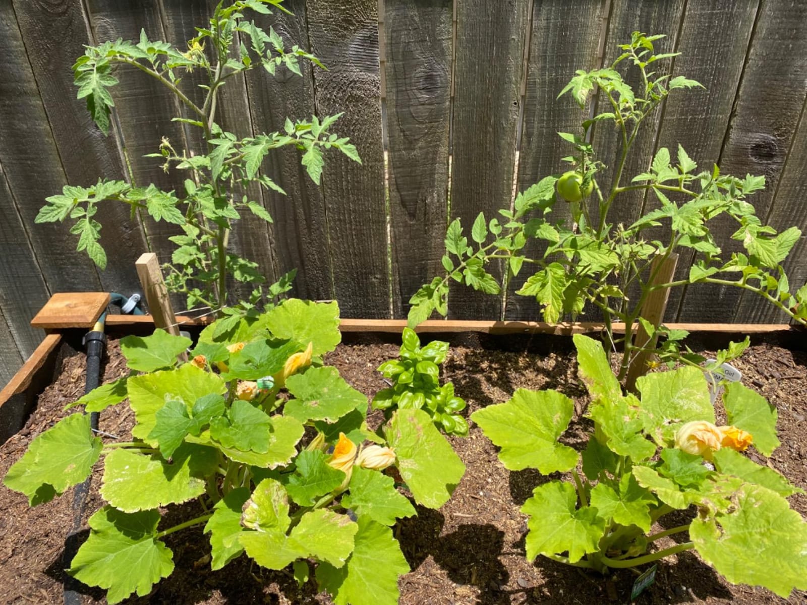 Greenes Fence Original Cedar Elevated Garden Bed, 24