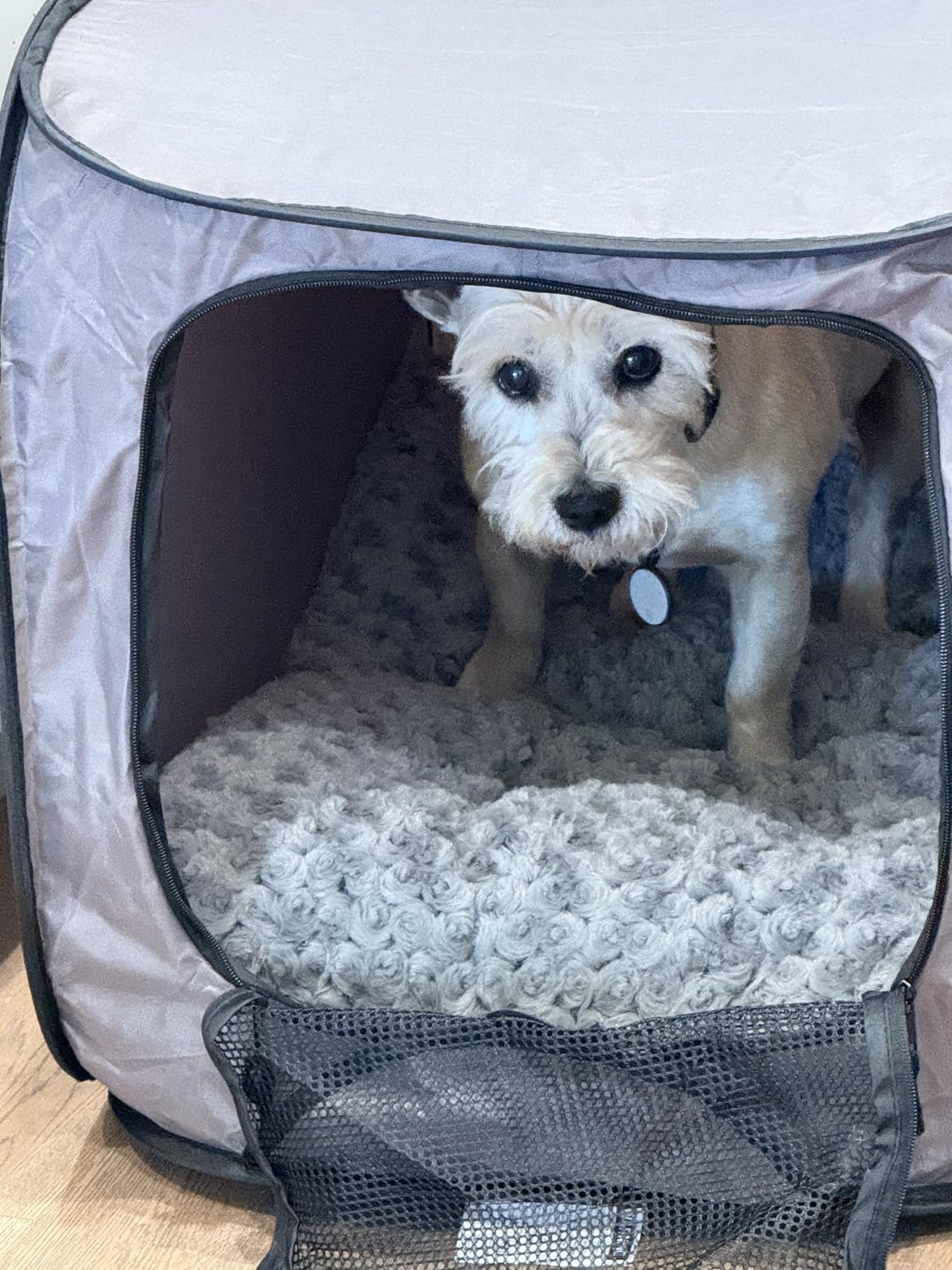 SportPet Designs Soft-Sided Pop-Open Pet Kennel, Medium Portable Travel Crate for Cats & Dogs up to 50 lbs, Foldable Car Kennel with Seatbelt Straps & Washable Waterproof Pad, Green customer photo 2
