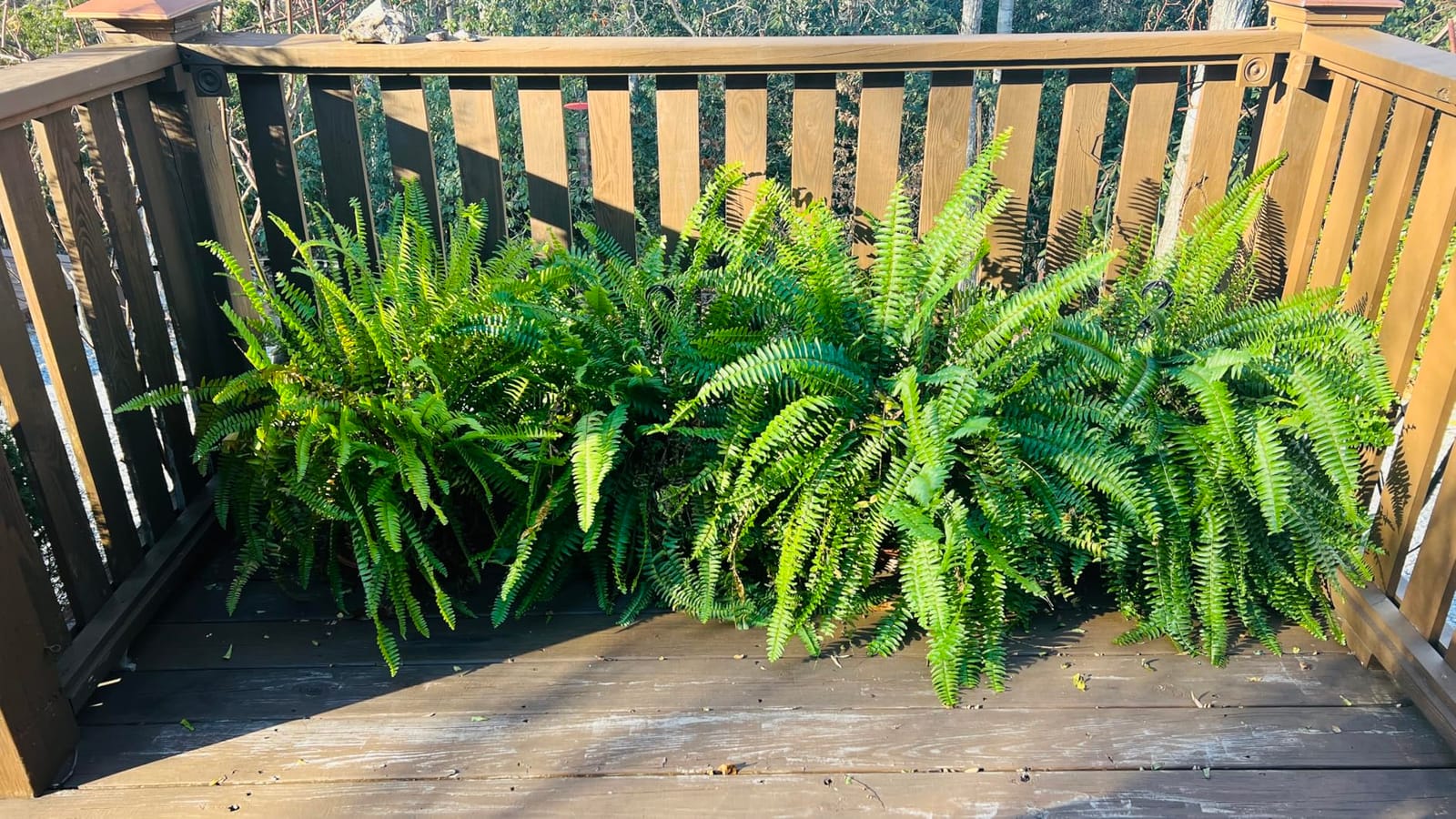 Clear Plant Covers Freeze Protection, 2-Pack Cloches & Domes, Winter customer photo 1
