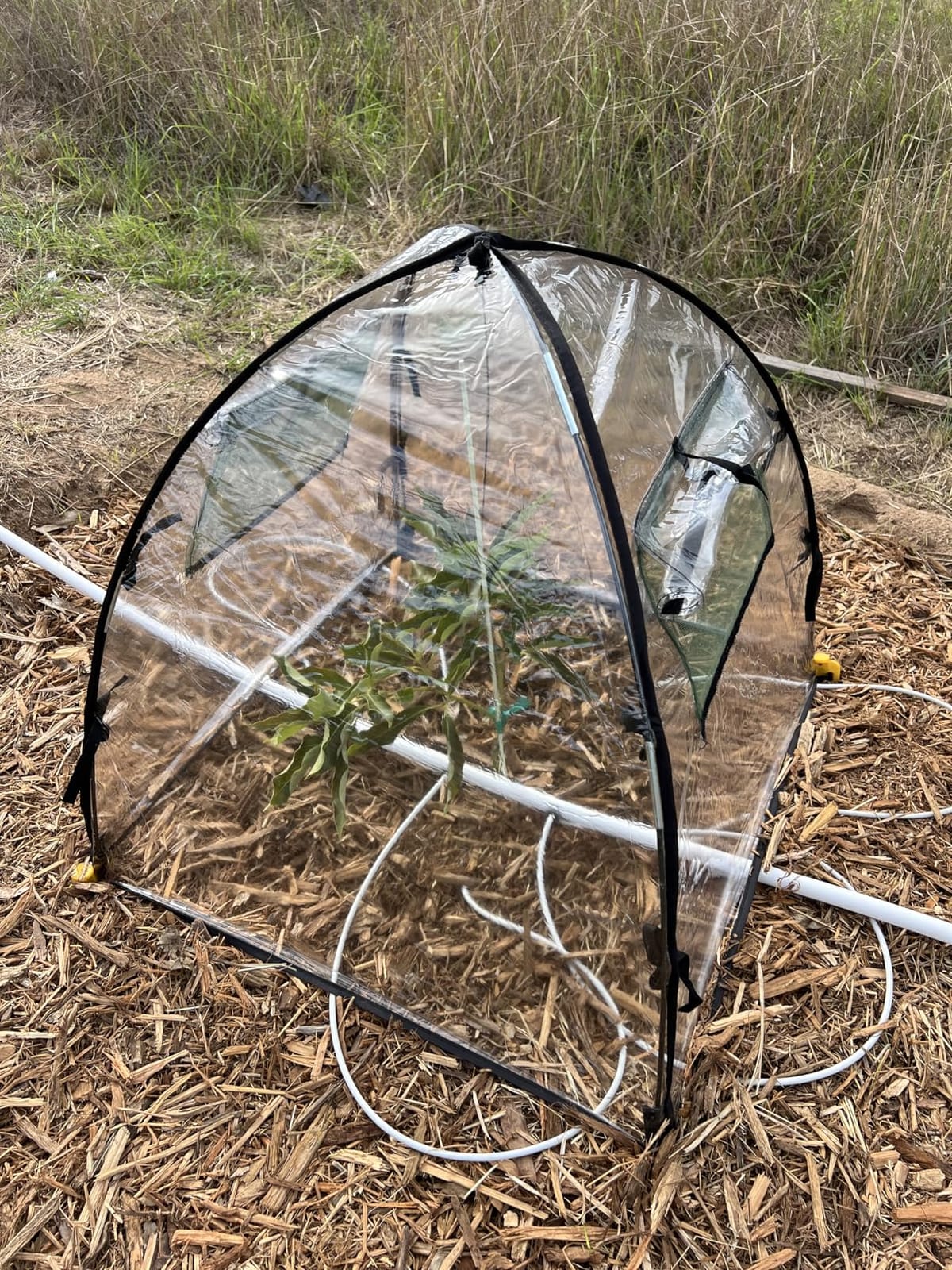 Clear Plant Covers Freeze Protection, 2-Pack Cloches & Domes, Winter customer photo 2