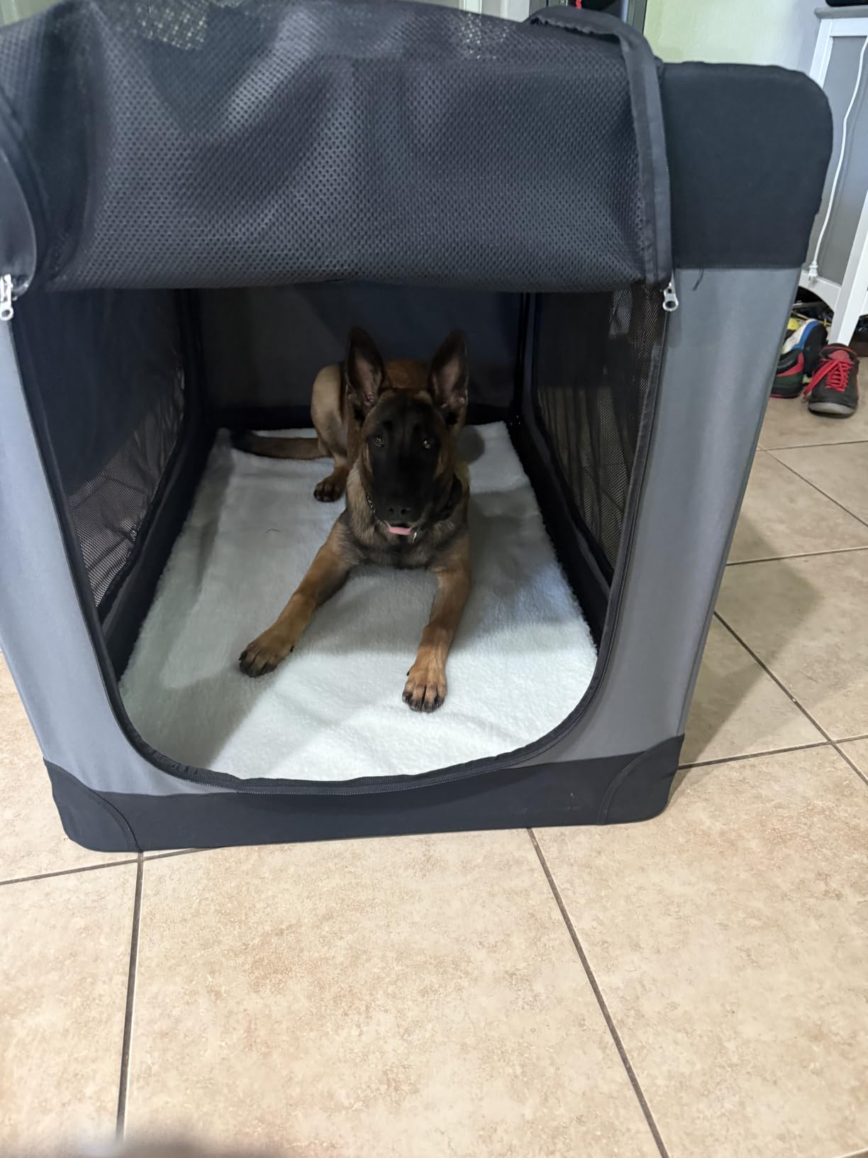 Feandrea Collapsible Dog Crate, Portable Oxford Fabric Pet Carrier, 36-Inch customer photo 2